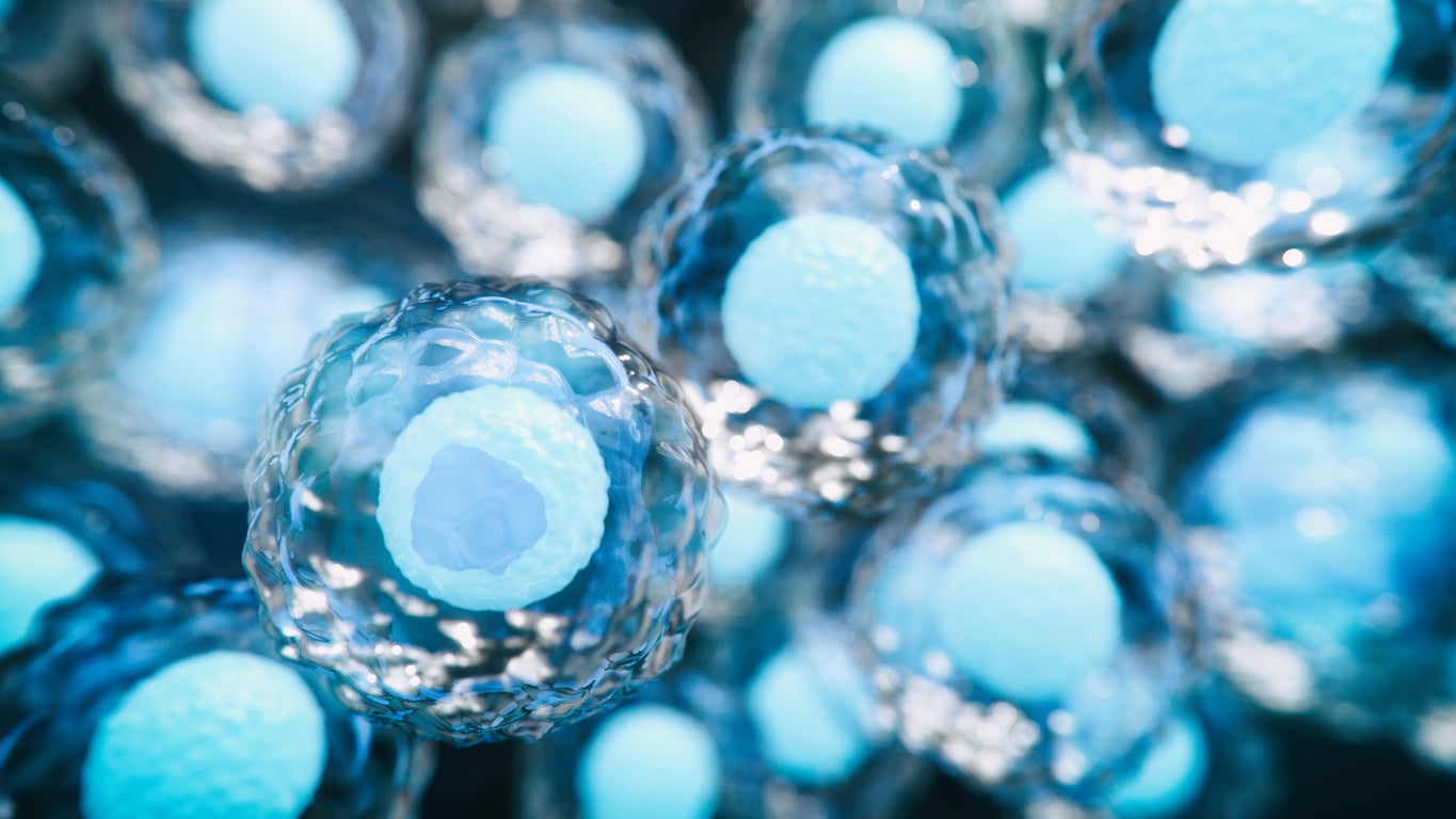 Demand for embryonic testing for high-IQ babies is said to be on the rise in Silicon Valley, according to a new report