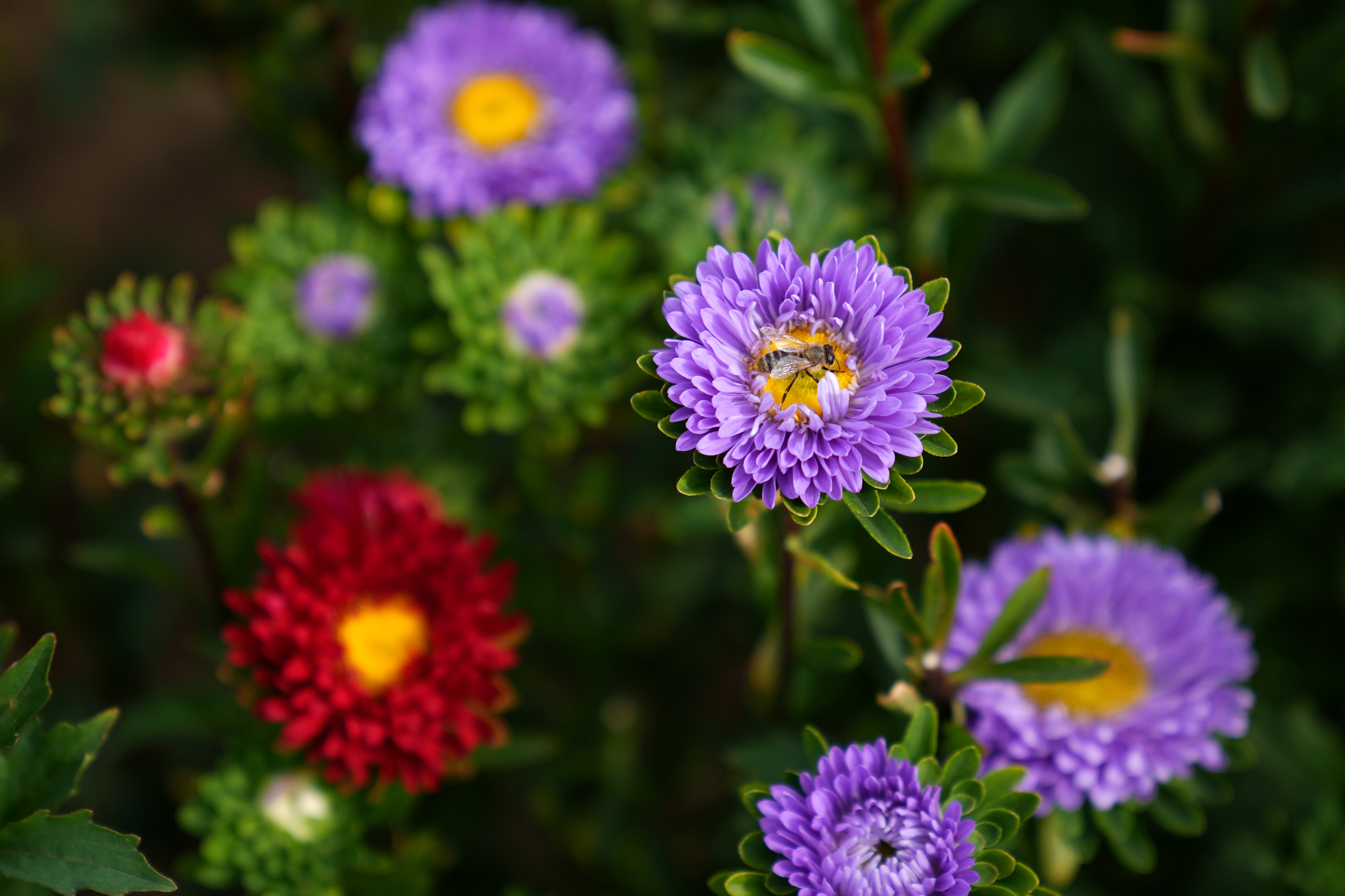 A honey bee on a crop of asters in bloom at L&D Flowers in Pinchbeck, near Spalding, Lincolnshire