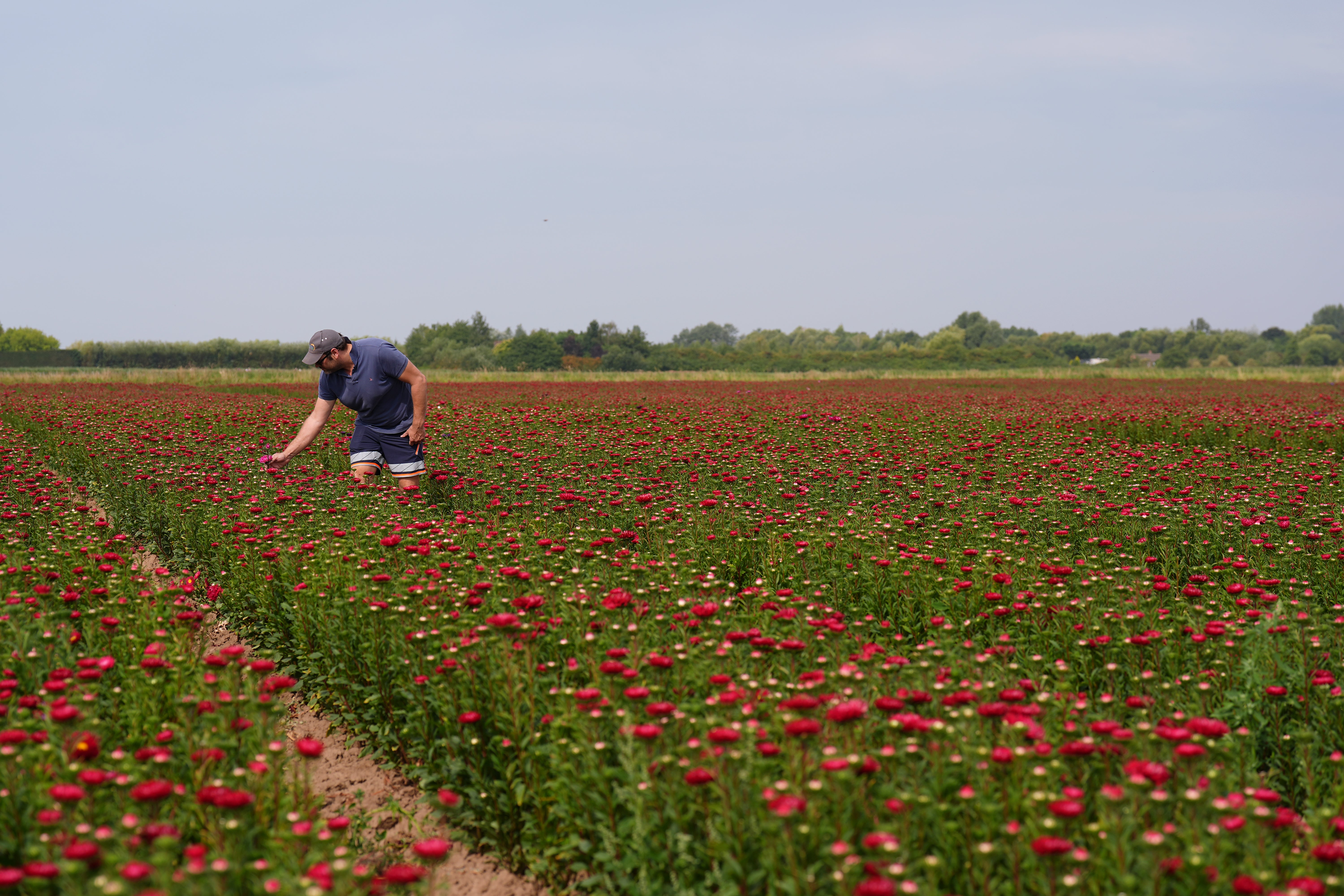 L&D Flowers managing director James Lacey amongst his crop of asters