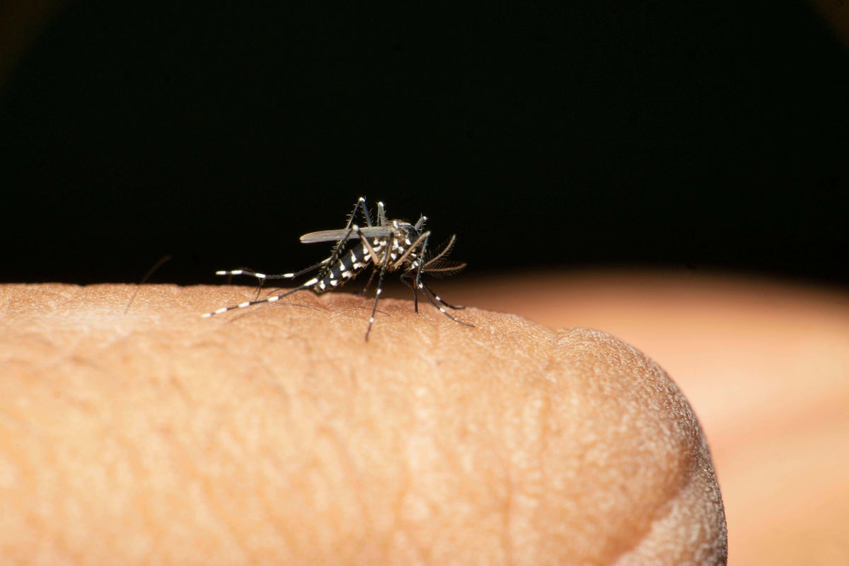 From dengue to chikungunya: Six diseases mosquitoes can pass on to humans