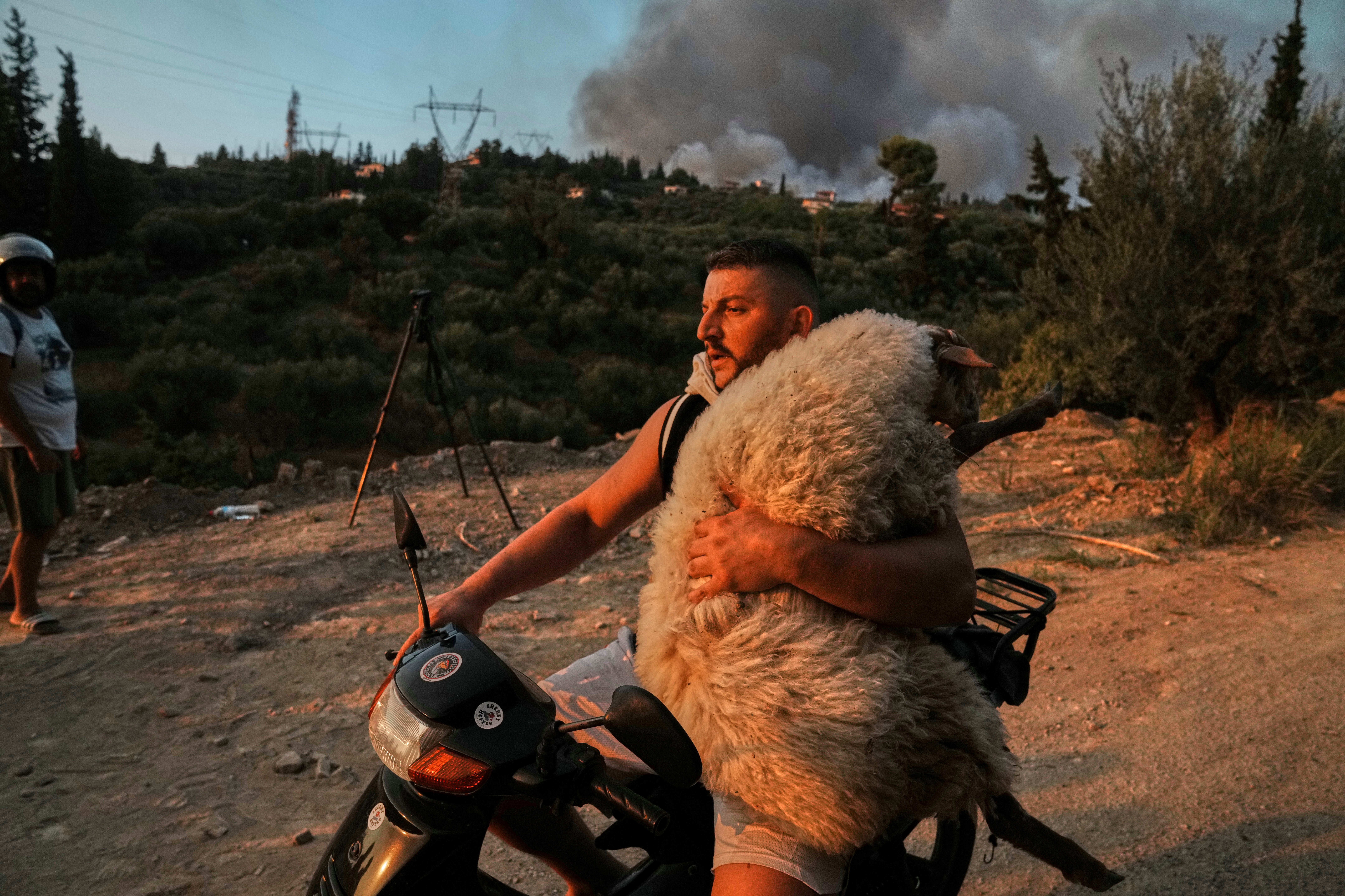 A man carries a sheep on the motorcycle during a wildfire in Patras city, western Greece, Wednesday, Aug. 13, 2025. (AP Photo/Thanassis Stavrakis)