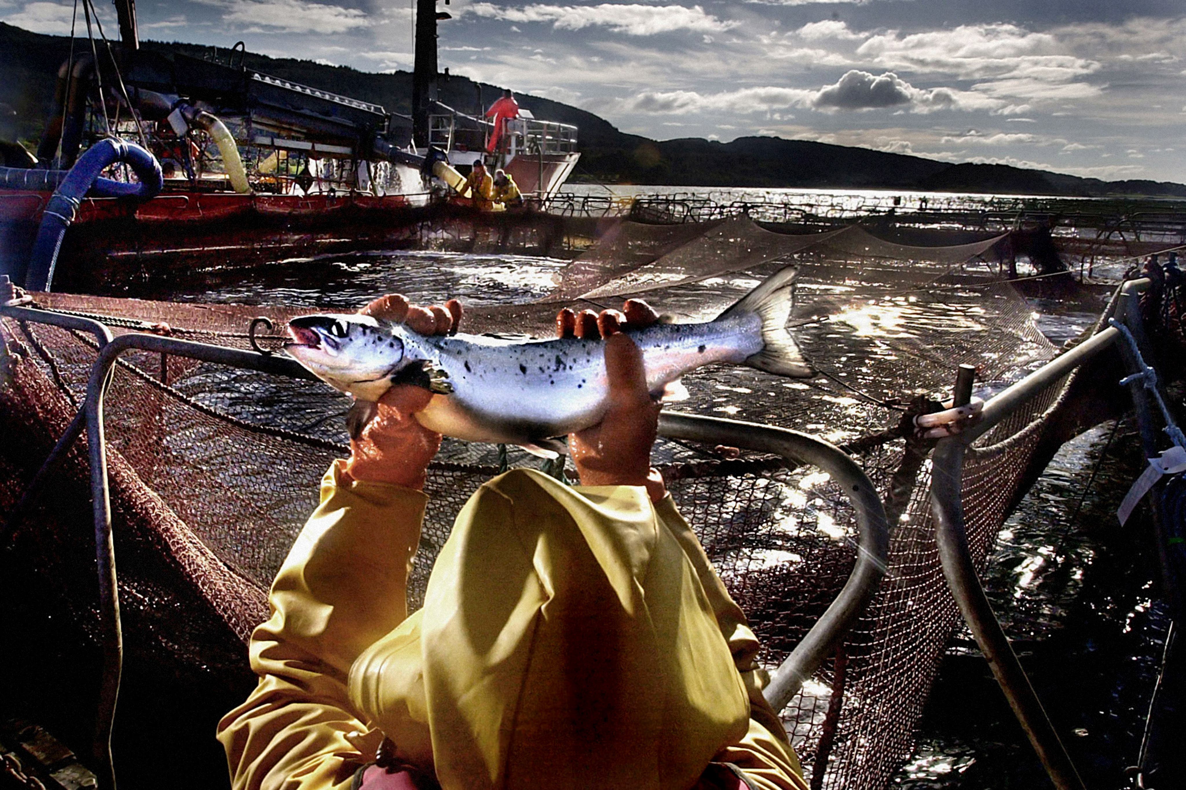 Sales of Scottish salmon rose by 33% to £941 million in the 12 months to June (PA)