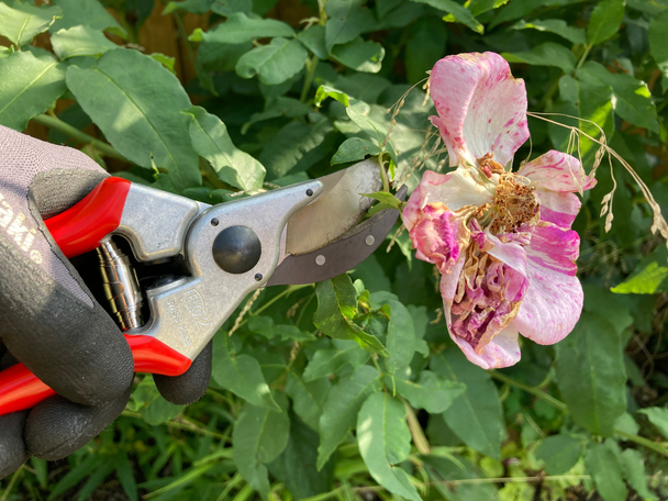 Indybest best secateur review Felco model 2 original secateurs