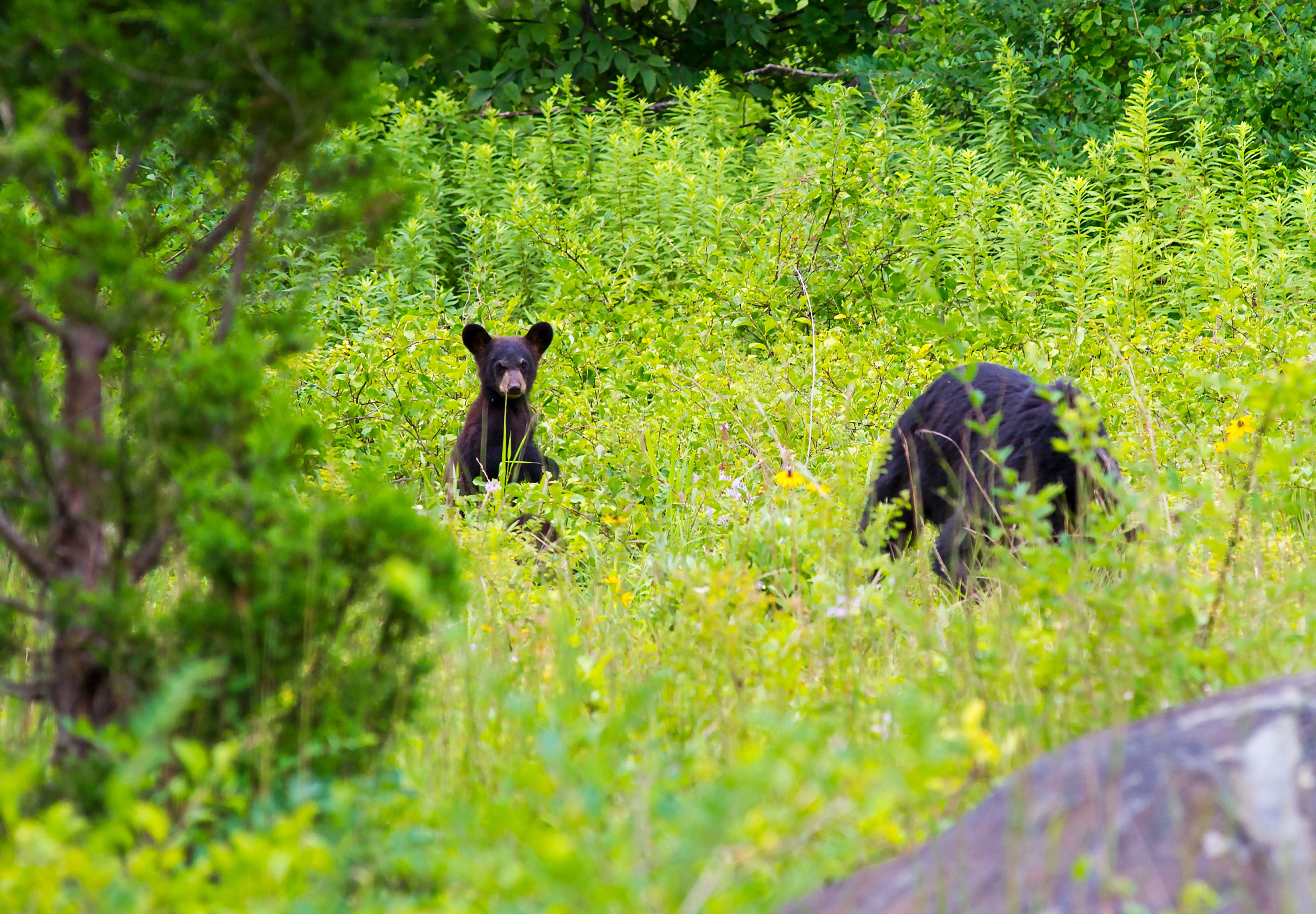 A young black bear is seen near its mother in Virginia's Shenandoah National Park. Black bears are found in 40 states