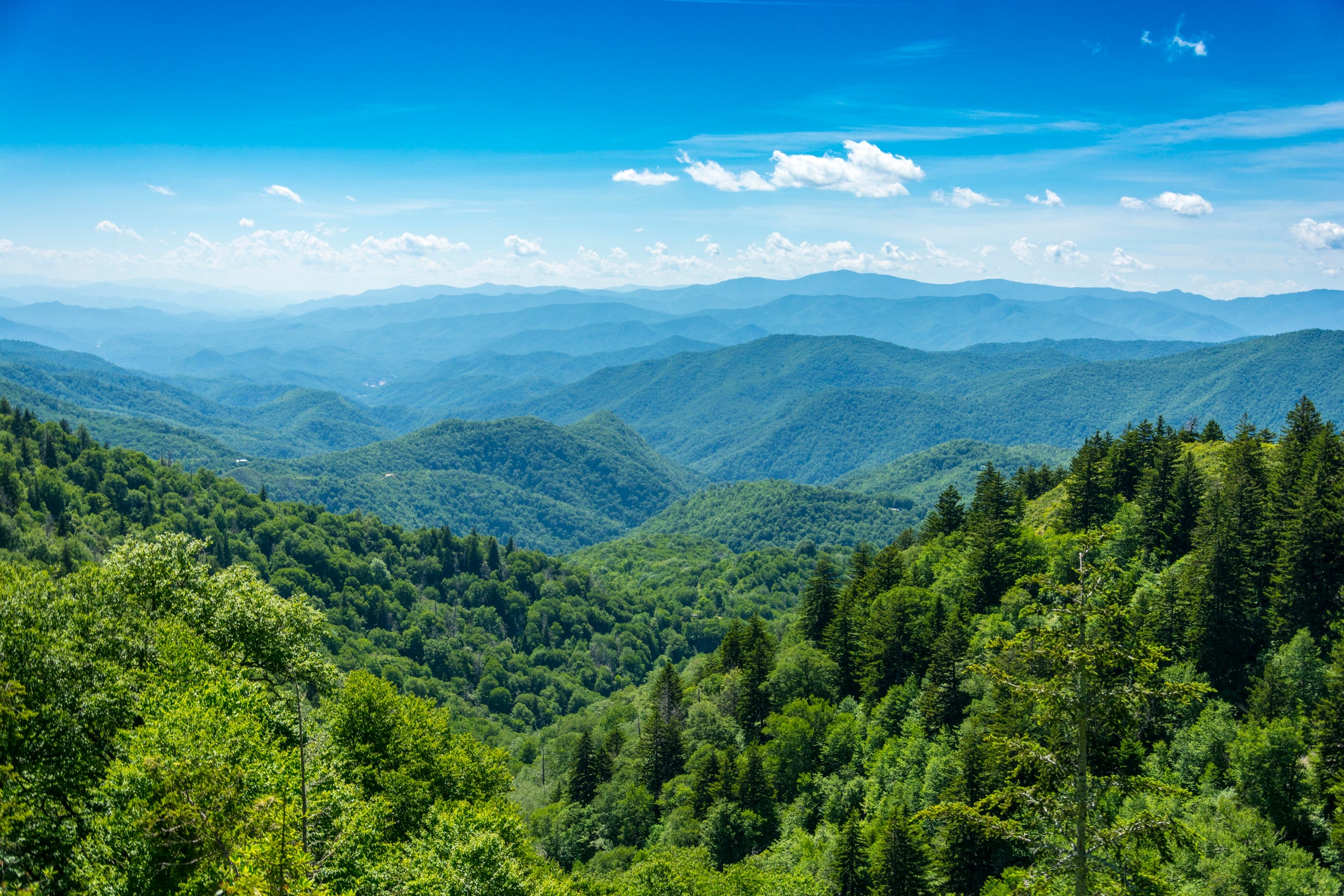 The Great Smoky Mountains National Park, seen here, is home to some 1,900 American black bears. There are around two bears per square mile