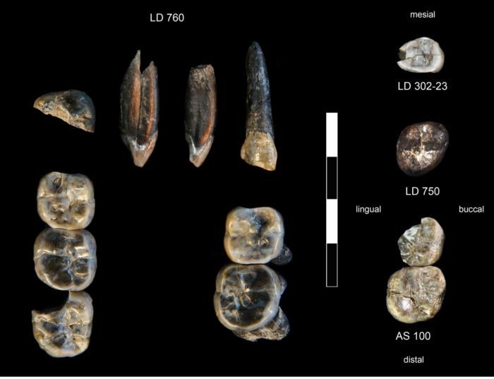 Fossil teeth collected from Ledi-Geraru Research Area