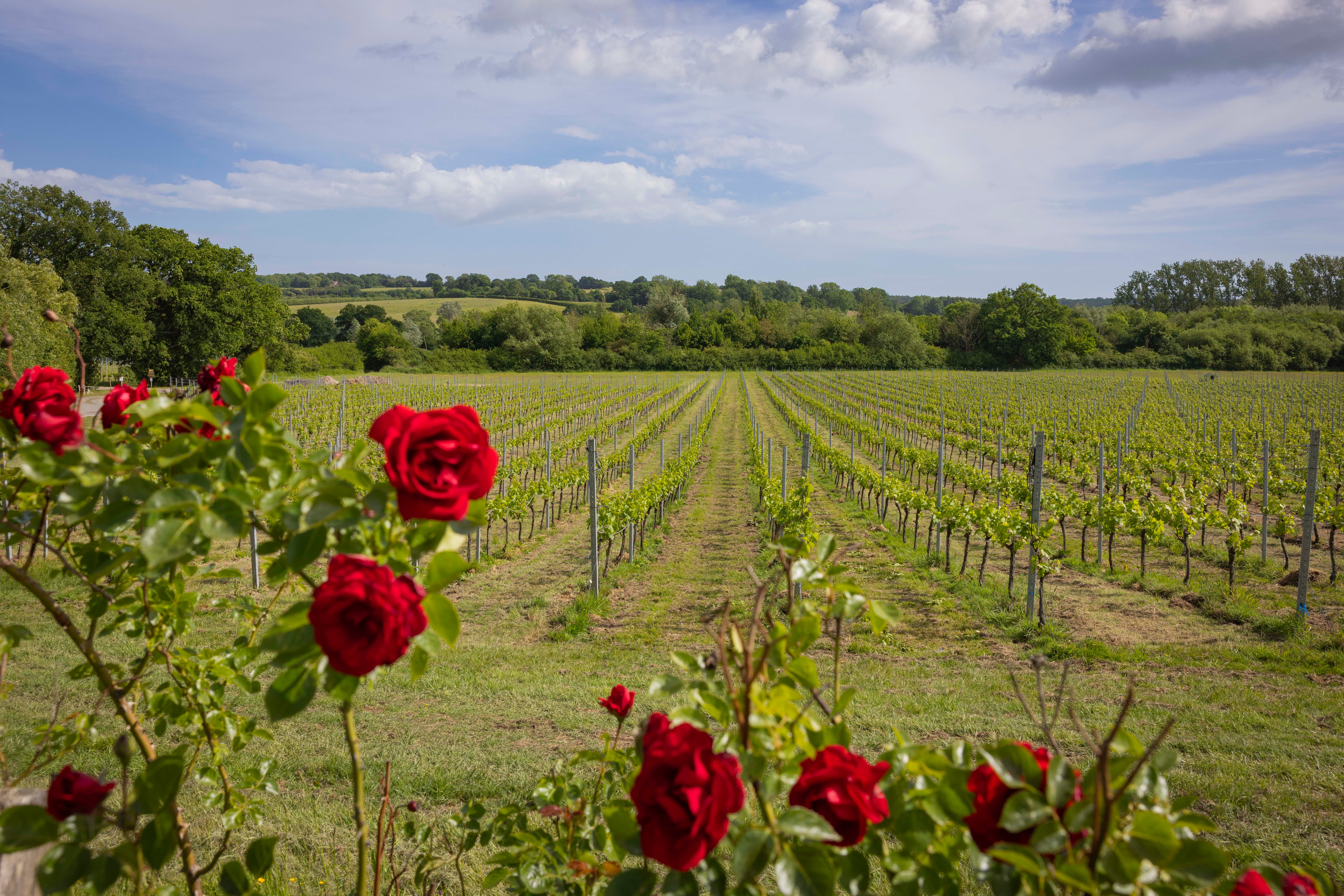 The UK’s vineyard scene is as exciting as any of the world’s best winemaking regions – and now there’s a new wine route to help you explore it