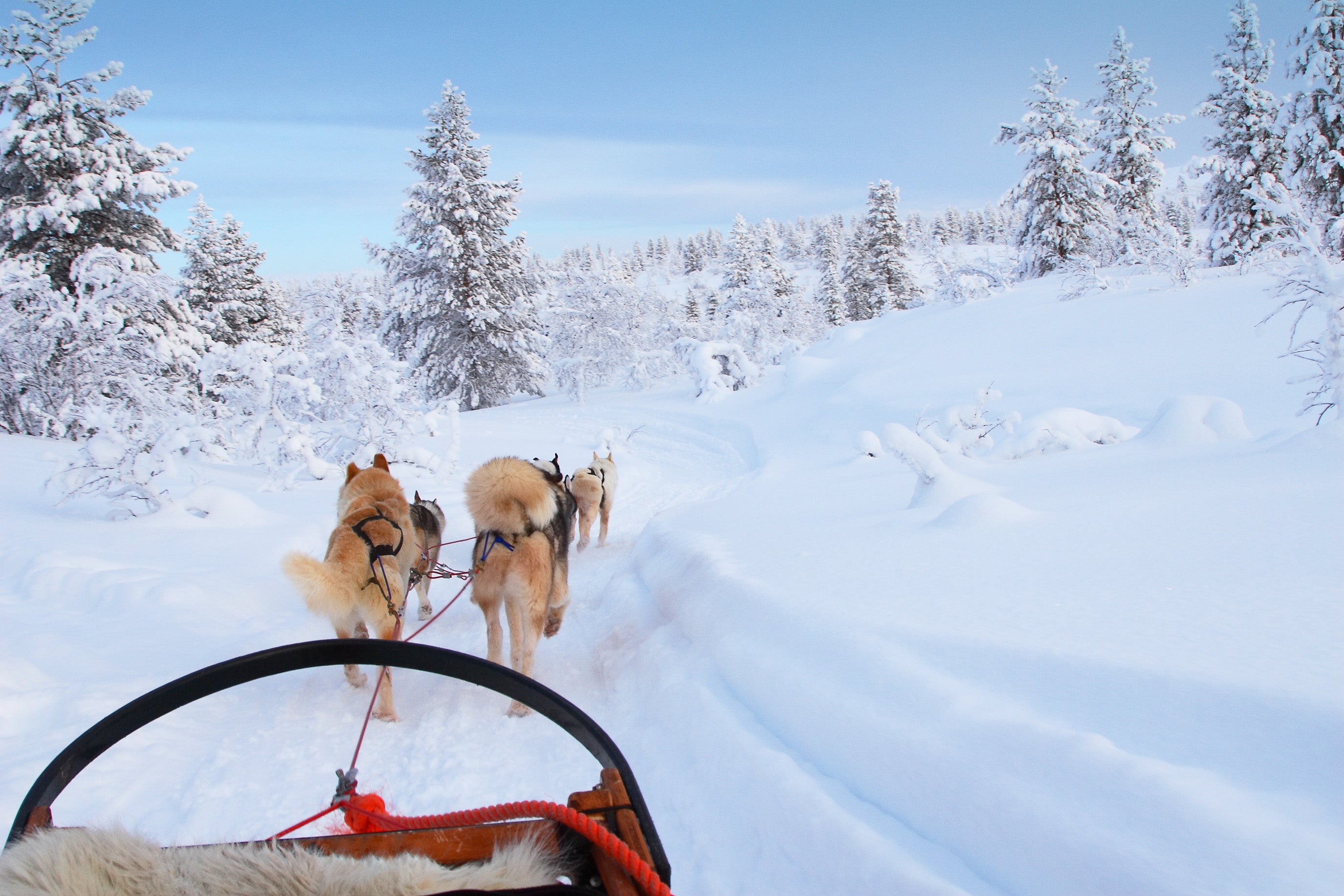 A tour operator has launched an extreme day trip to Lapland for its winter 2026 programme