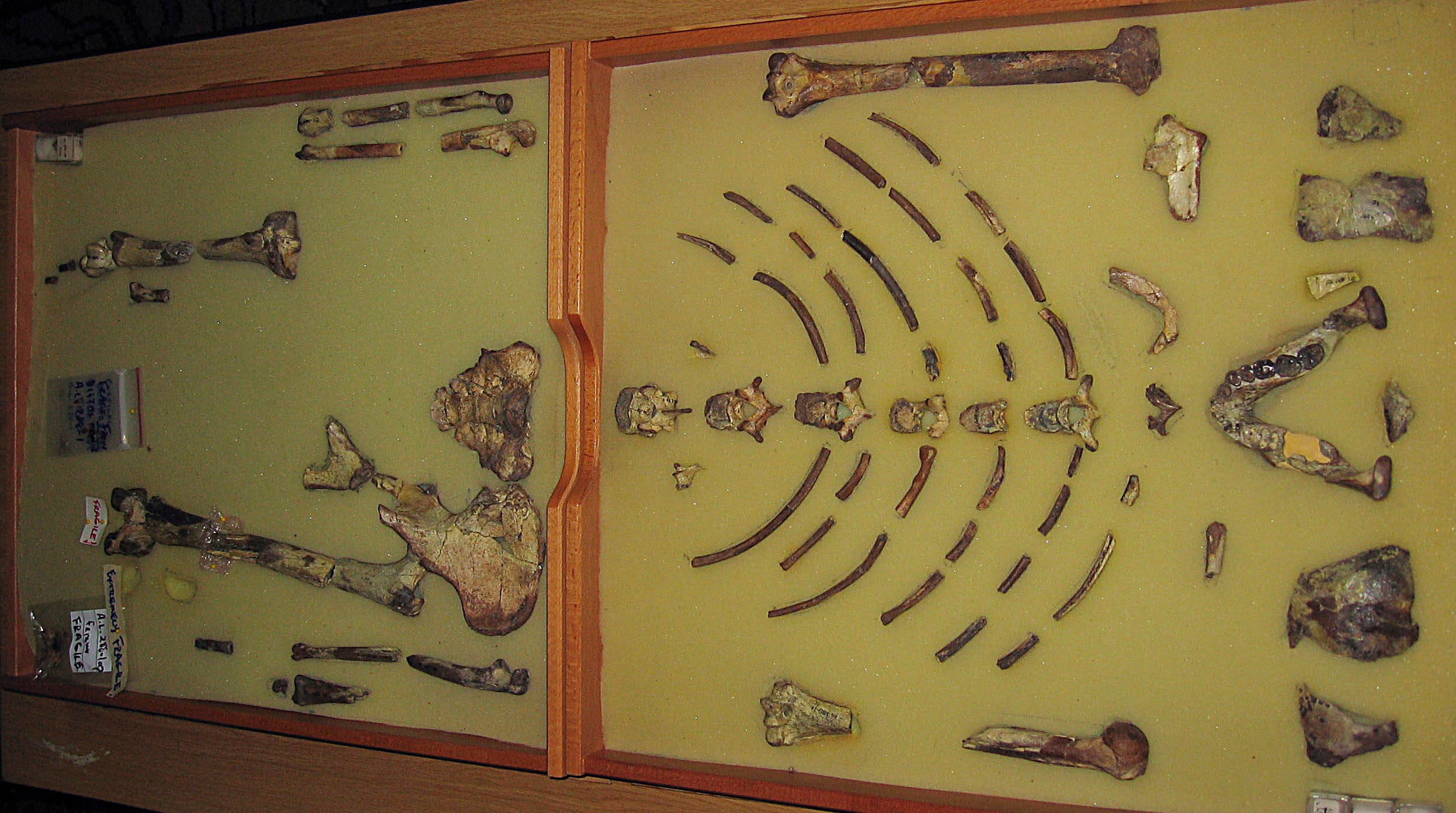 Ethiopia Europe Fossil Lucy