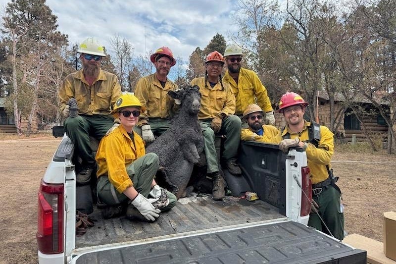 This Thursday, Aug. 14, 2025, image provided by the U.S. Forest Service shows resource advisors with the Kaibab National Forest along with the Grand Canyon National Park’s archaeologist and others who helped to recover the bronze statue of ‘Brighty the Burro’ from the Grand Canyon Lodge at the North Rim in northern Arizona