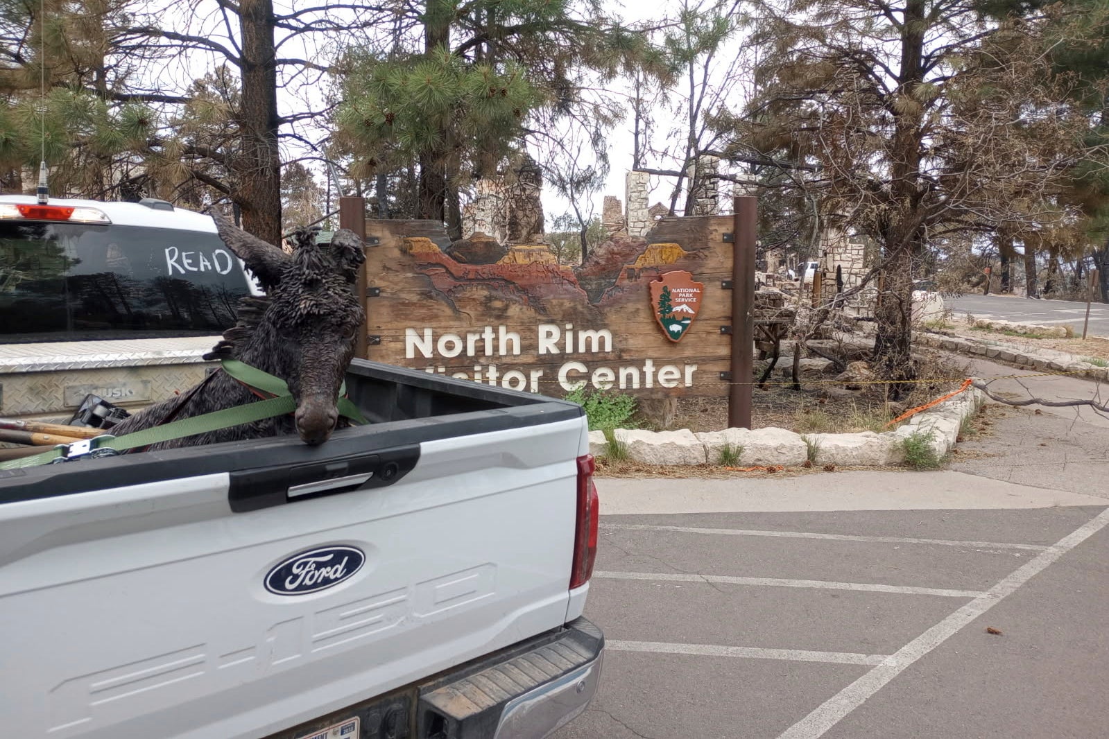 The bronze statue of ‘Brighty the Burro’ recovered from the Grand Canyon Lodge at the North Rim in northern Arizona. (Michael Terlep/U.S. Forest Service via AP)
