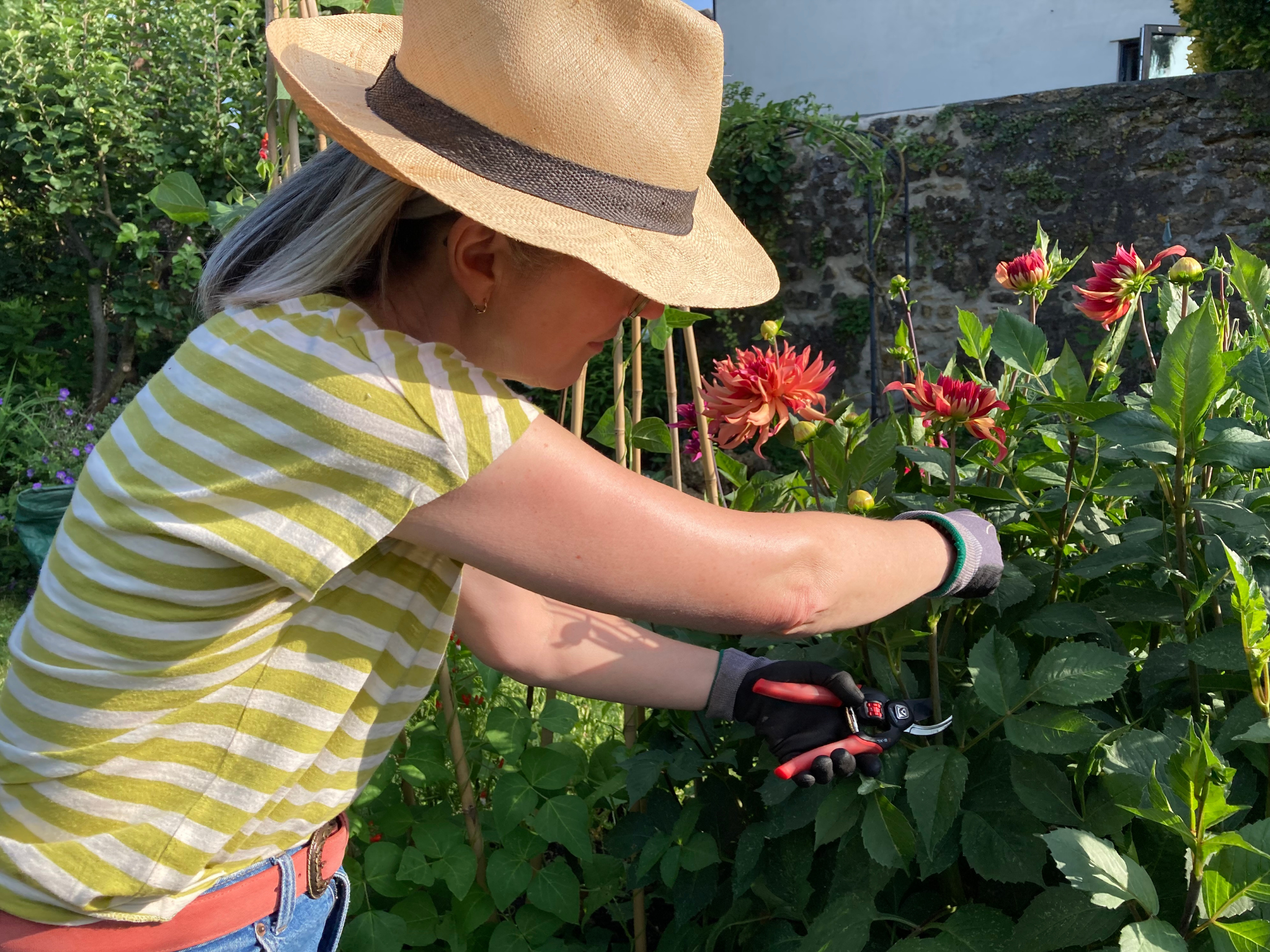 I set the secateurs to work in my garden, when cutting back herbaceous perennials and pruning roses