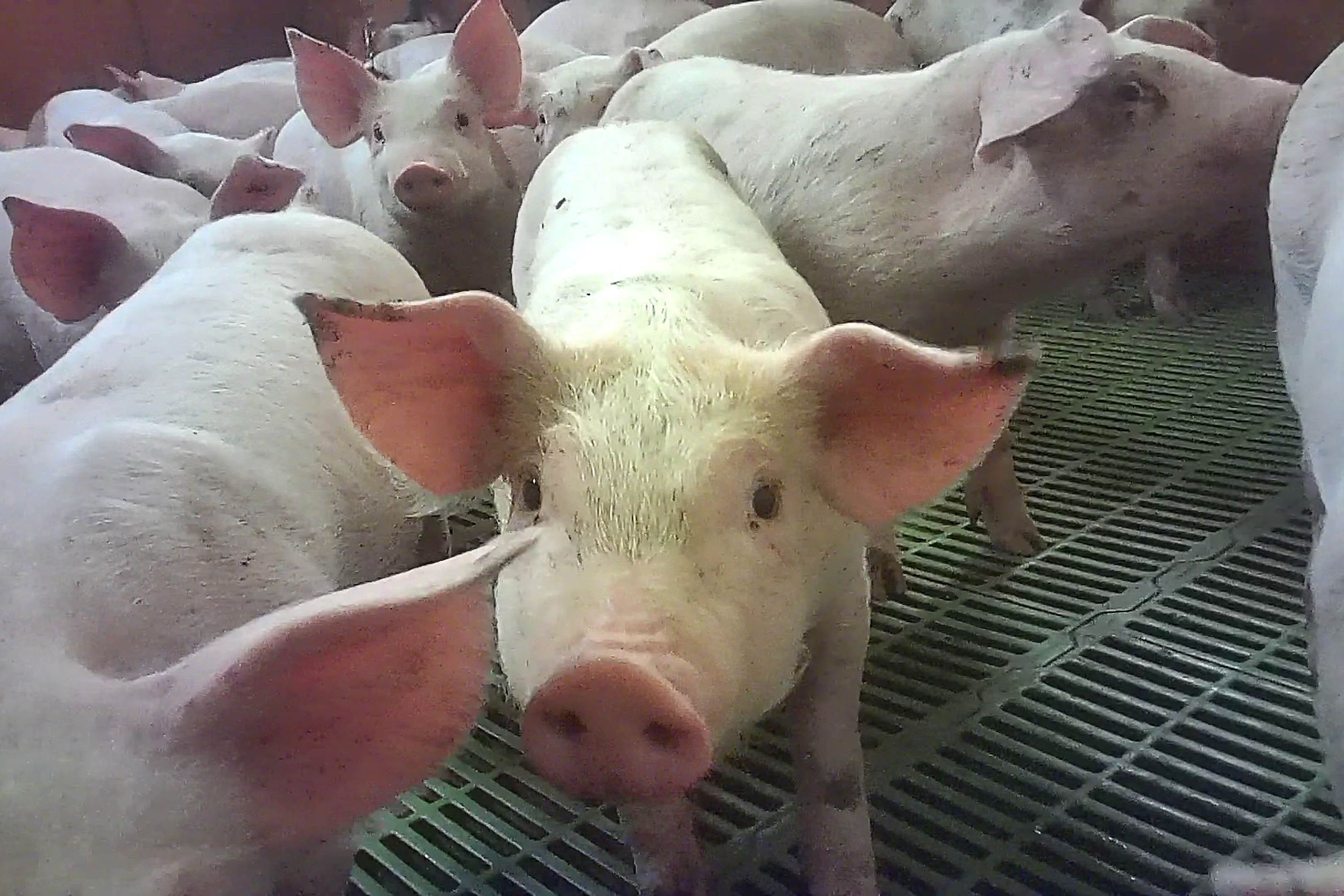 Pigs at British meat producer Cranswick’s Northmoor Farm (Animal Justice Project / PA).