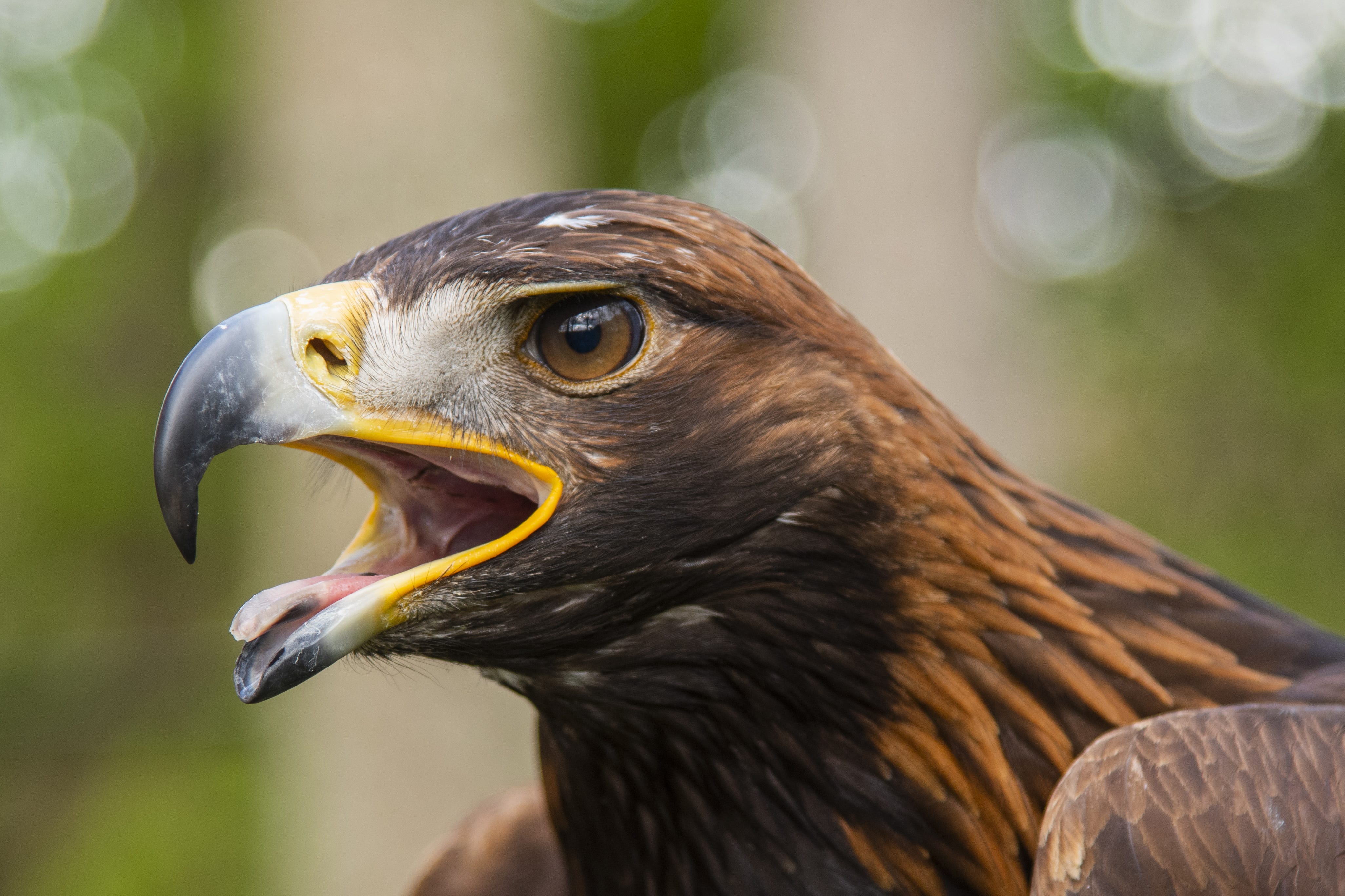 A population of golden eagles could be reintroduced in England, a study is set to conclude