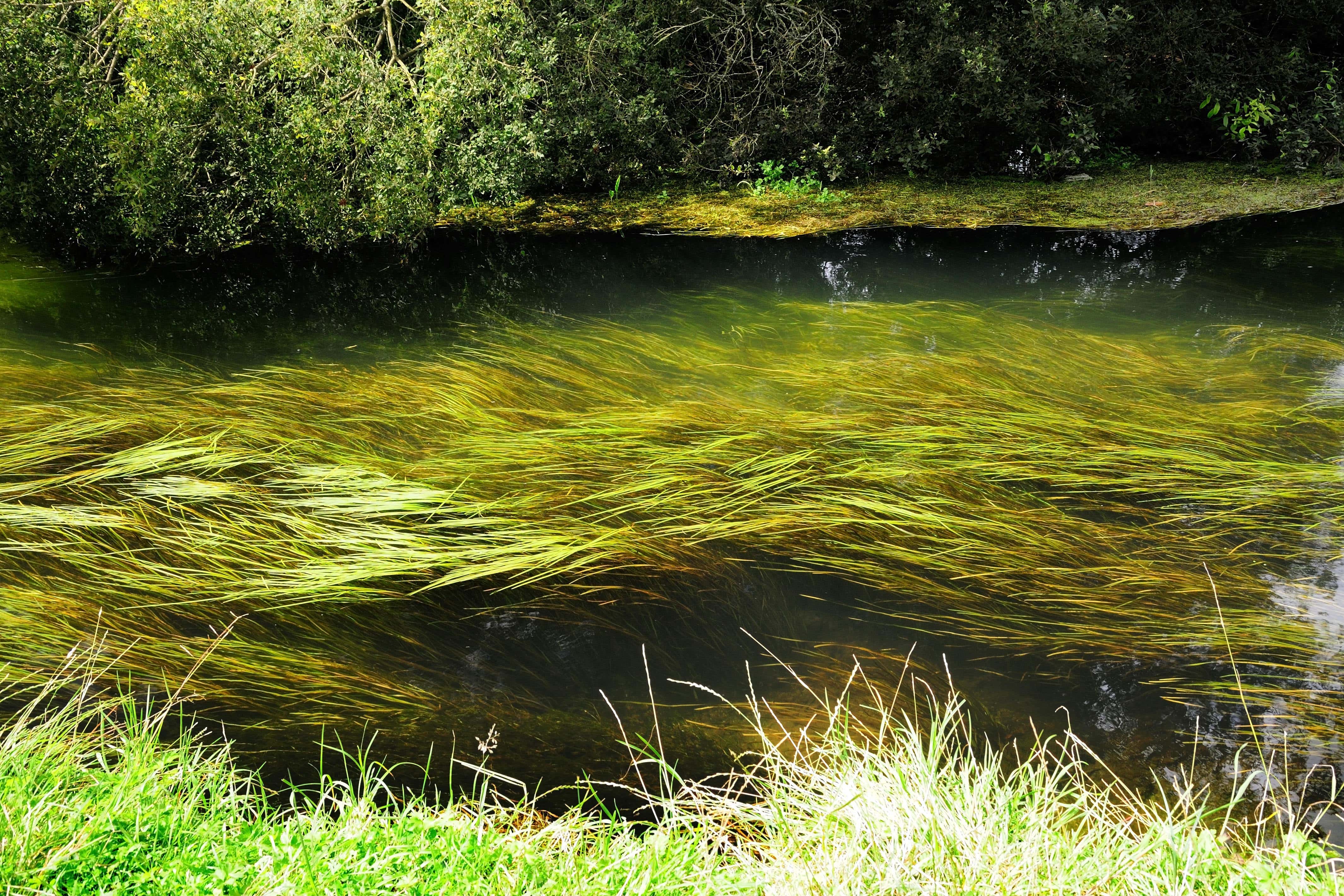 Chalk streams are internationally rare habitats (Alamy/PA)