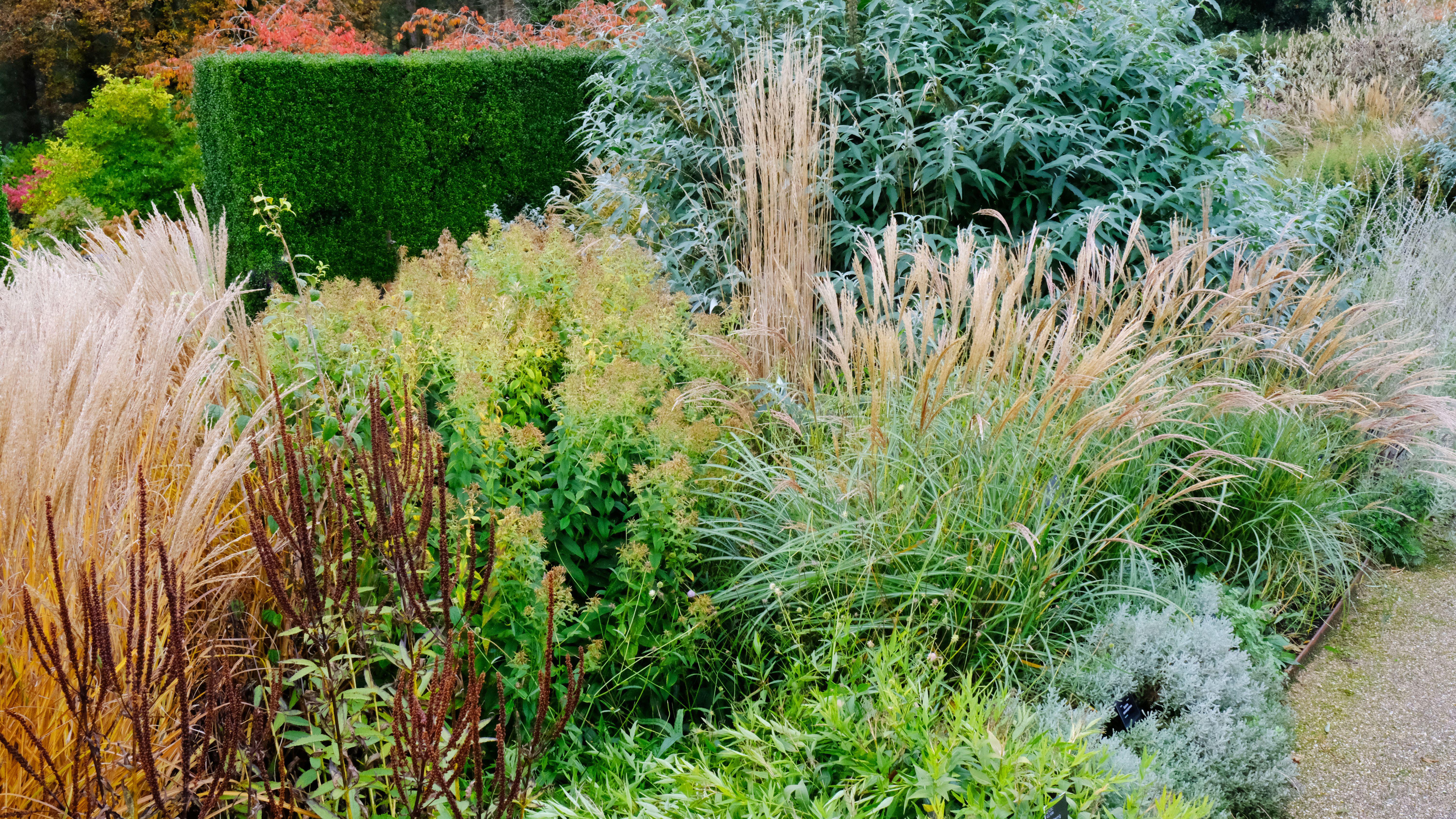 Grasses are great for a your borders