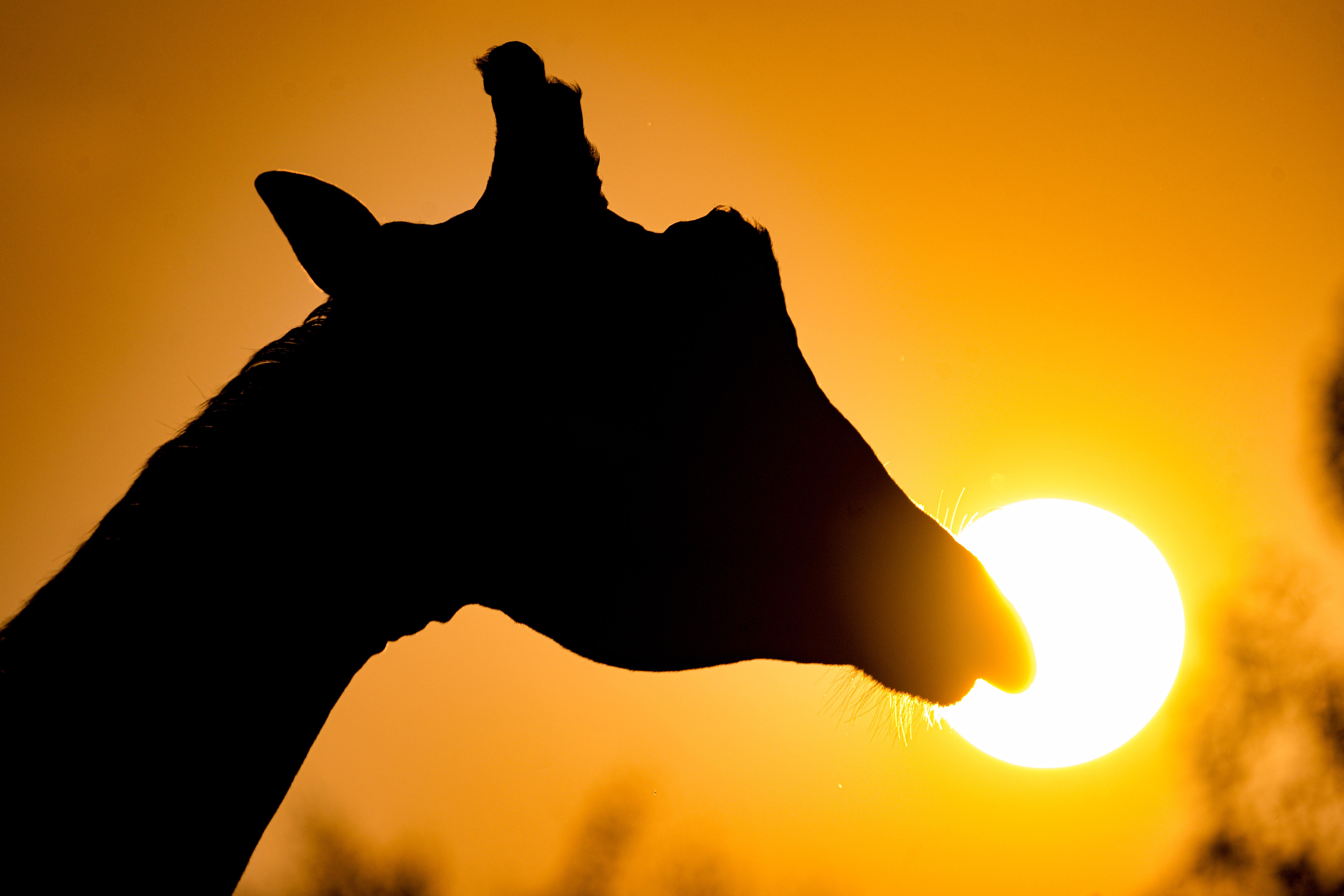 The Reserve at Chester Zoo is officially open