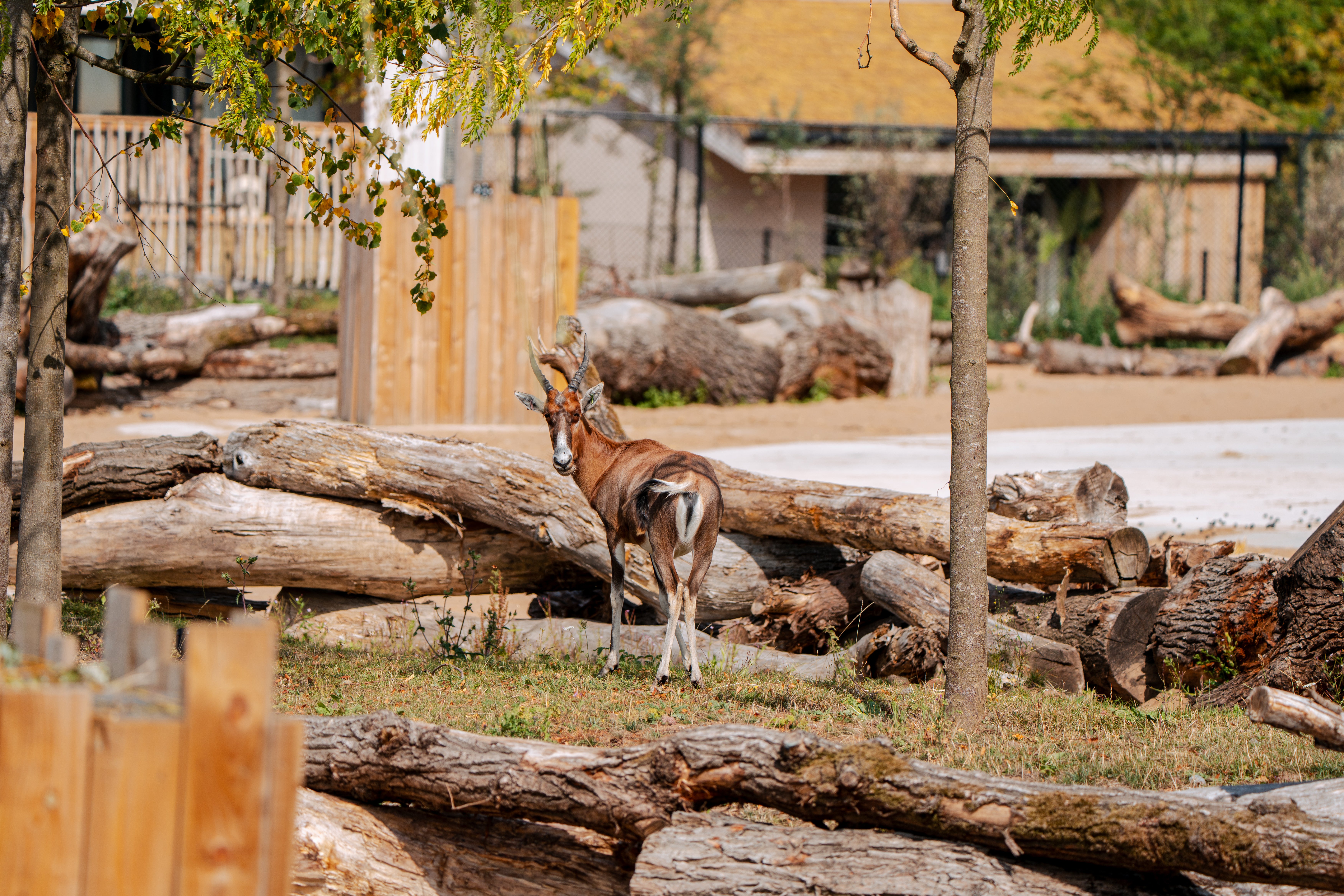 A roan antelope roams Chester zoo’s The Reserve