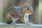 ‘Frankenstein rabbits’ scare prompts new fears of ‘zombie squirrel’ plague