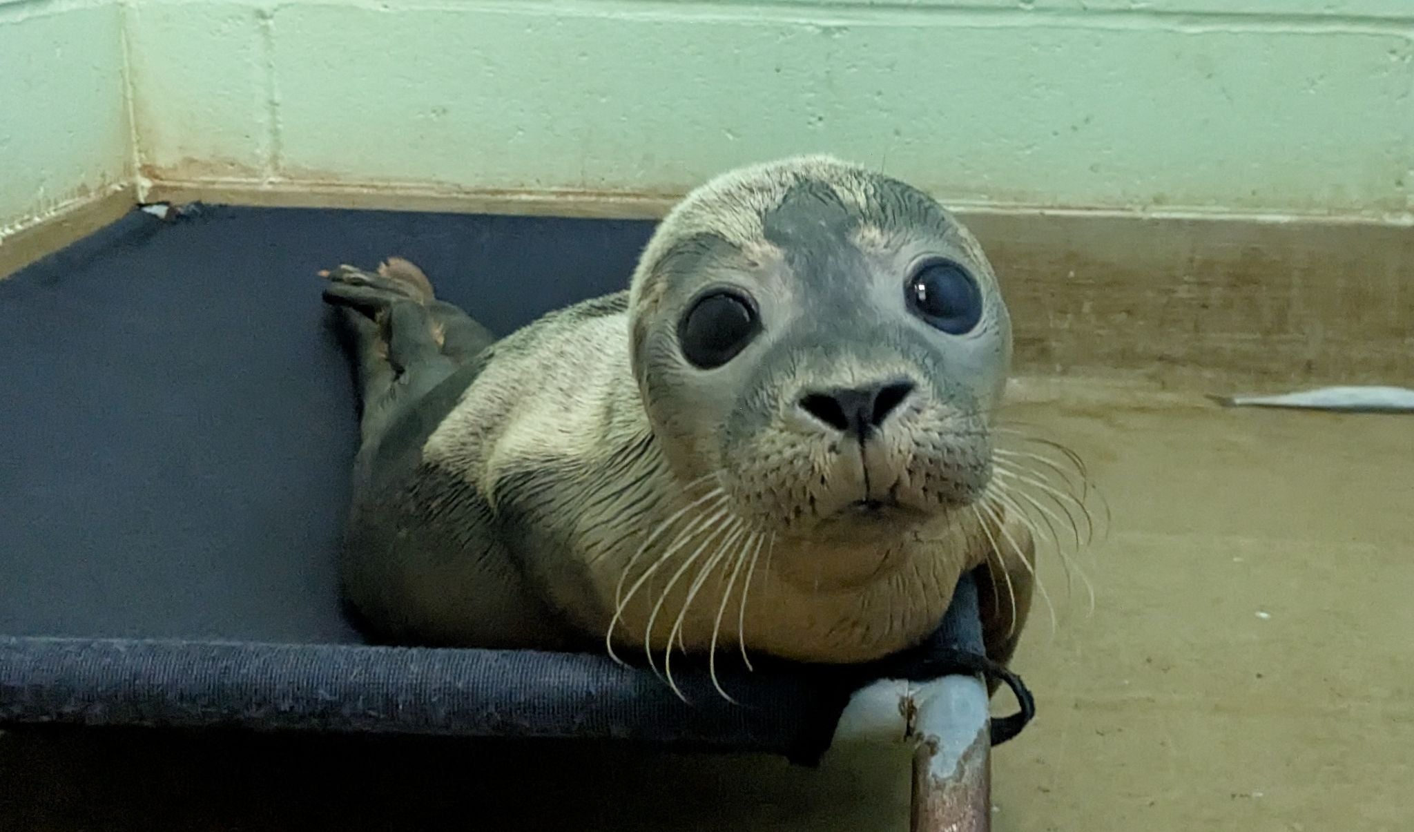 The motionless seal pup was approached by children, the RSPCA said
