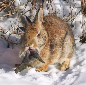 Officials advise residents to avoid approaching or touching affected rabbits