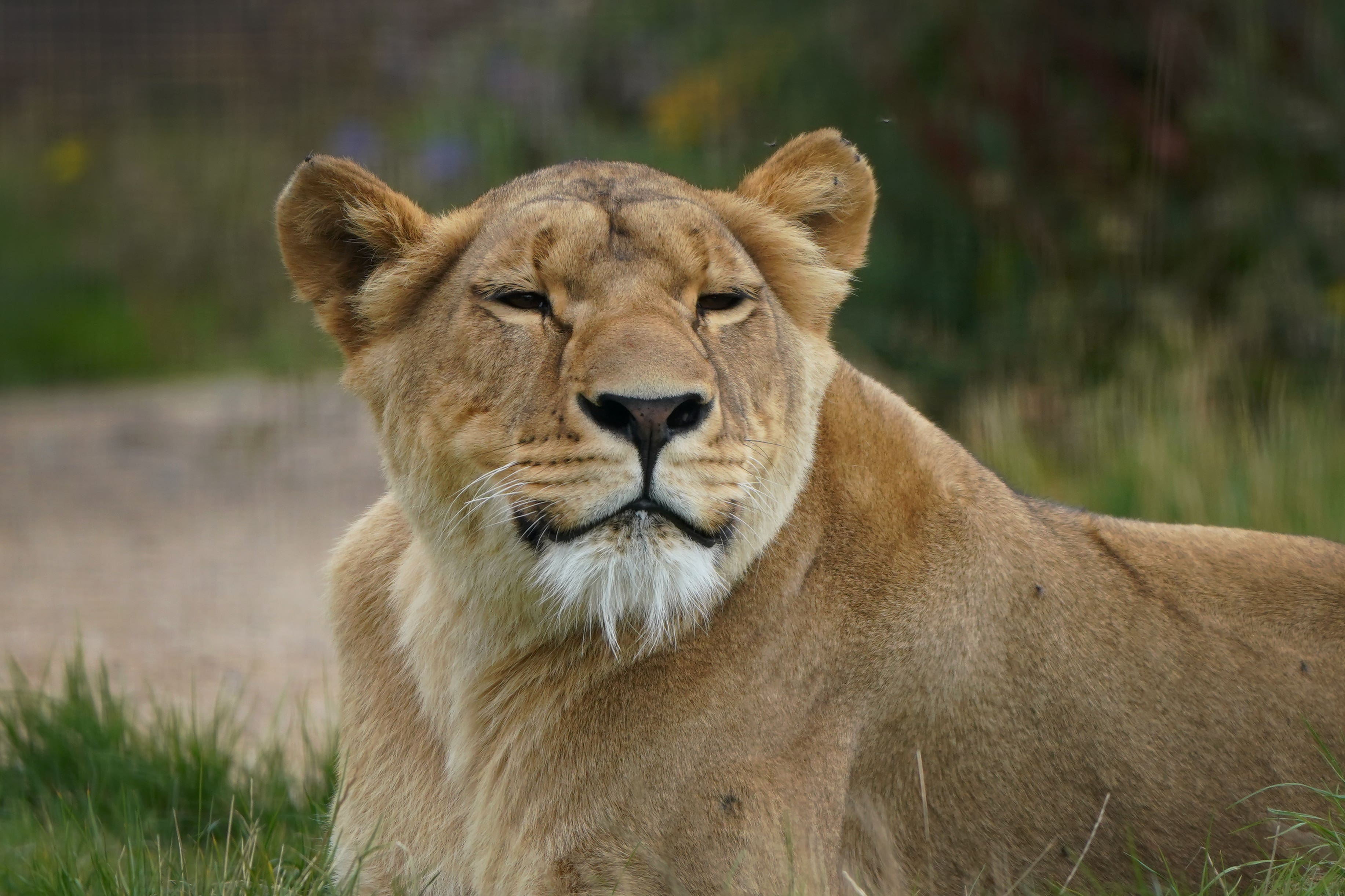 Yuna the lioness a year on from her arrival at The Big Cat Sanctuary in Kent (Gareth Fuller/PA)