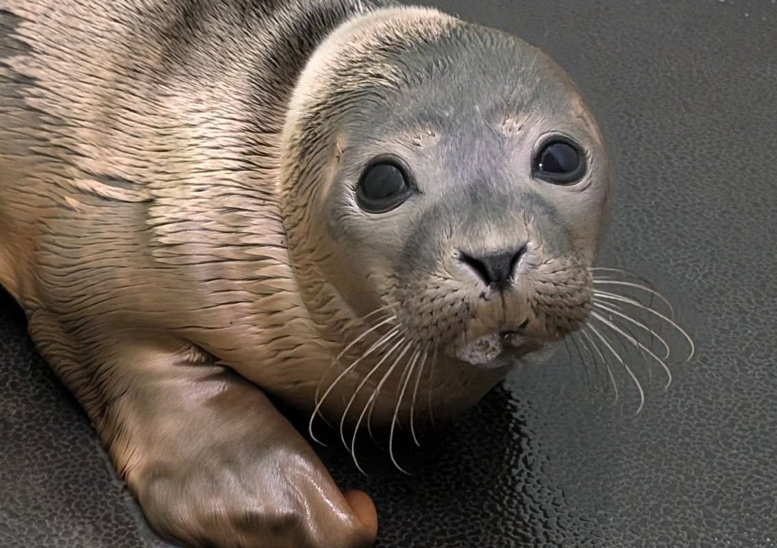 The rescued seal pup is now in recovery at Mallydams RSPCA centre