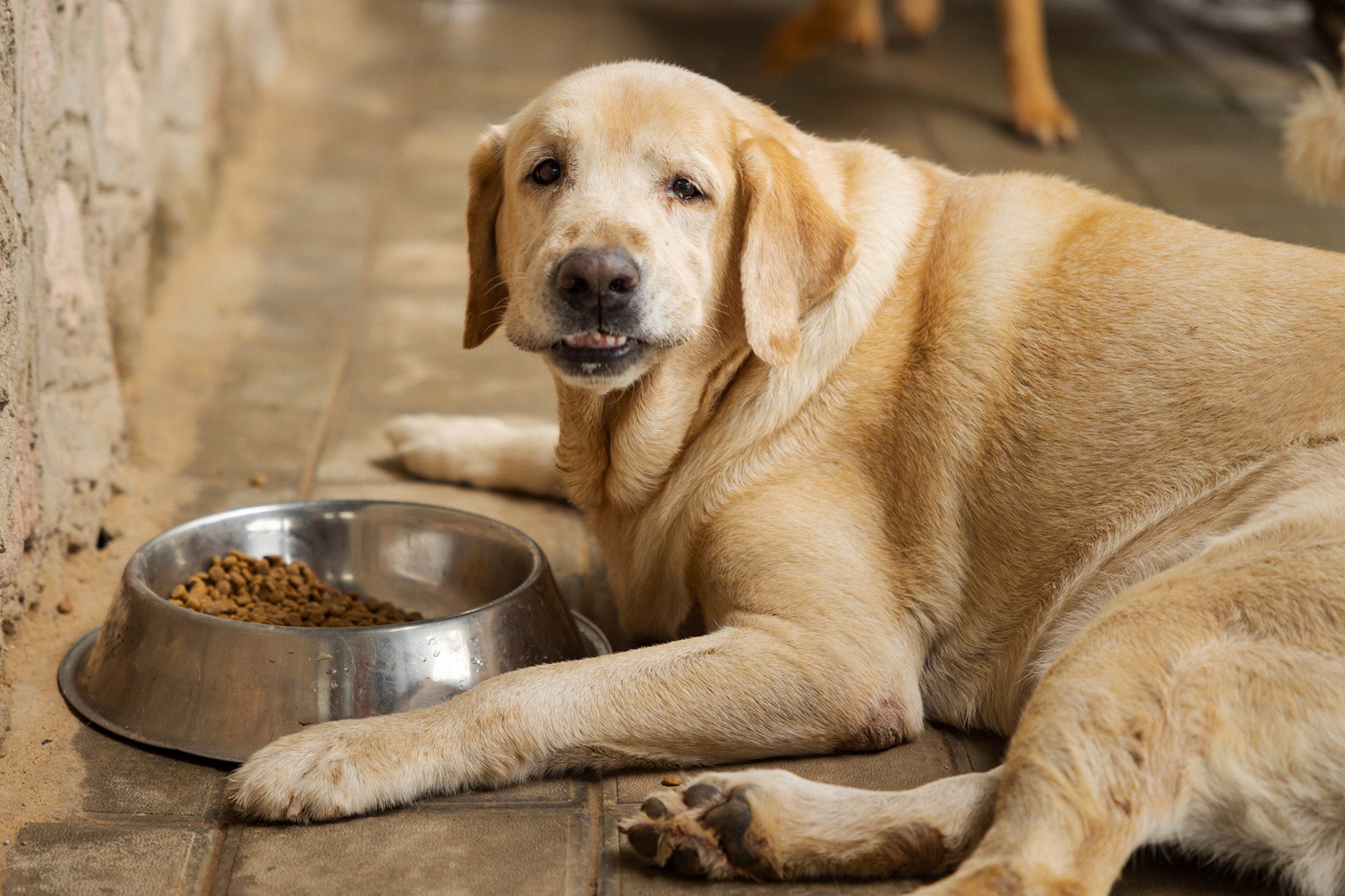 With pet obesity recognised as a major issue, a successful weight-loss drug for dogs could find a large market