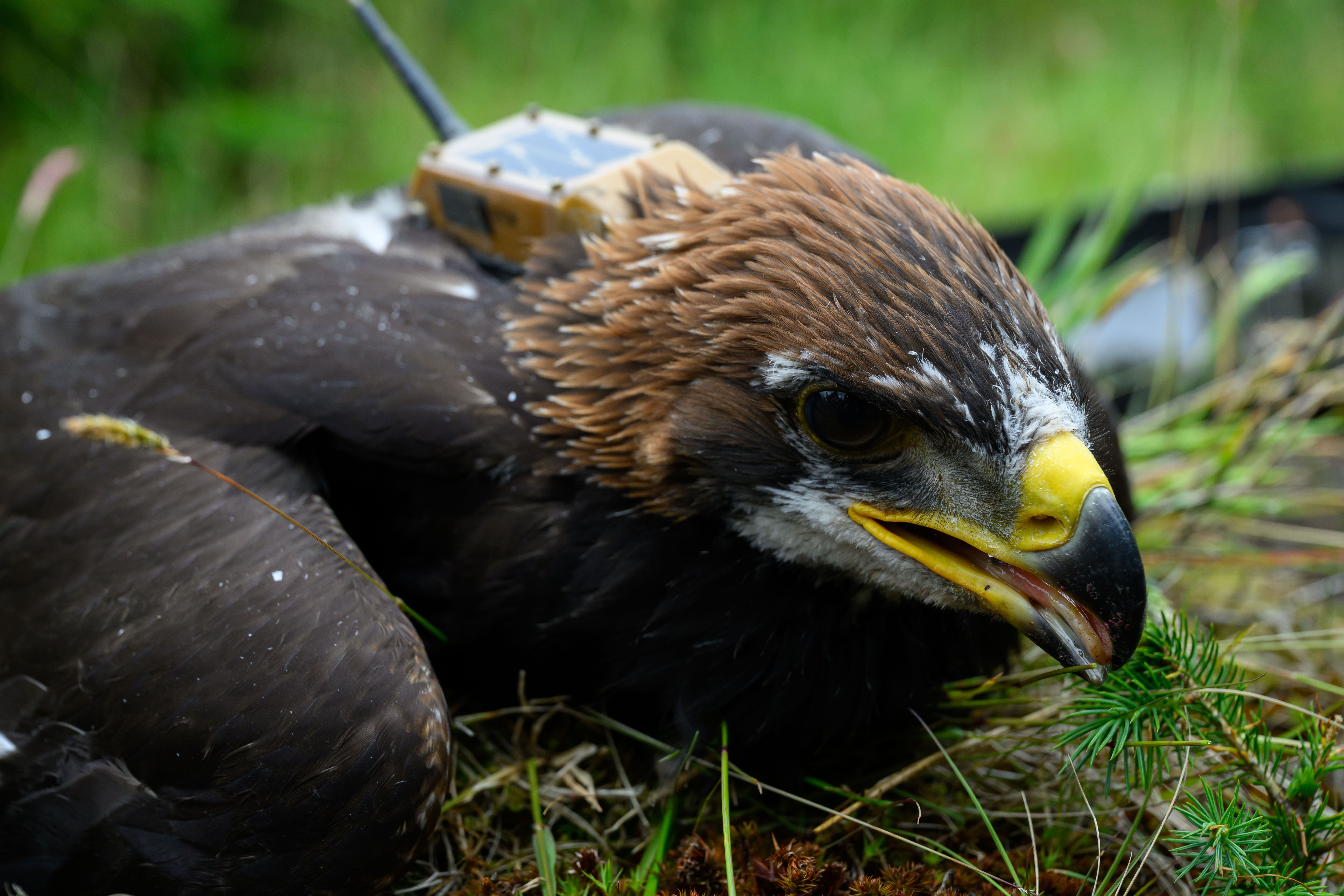 The young golden eagle has been named Princeling (Restoring Upland Nature/PA)
