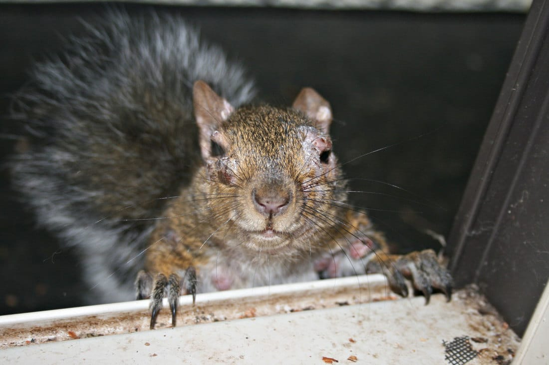 ‘Frankenstein rabbits’ scare prompts new fears of ‘zombie squirrel’ plague