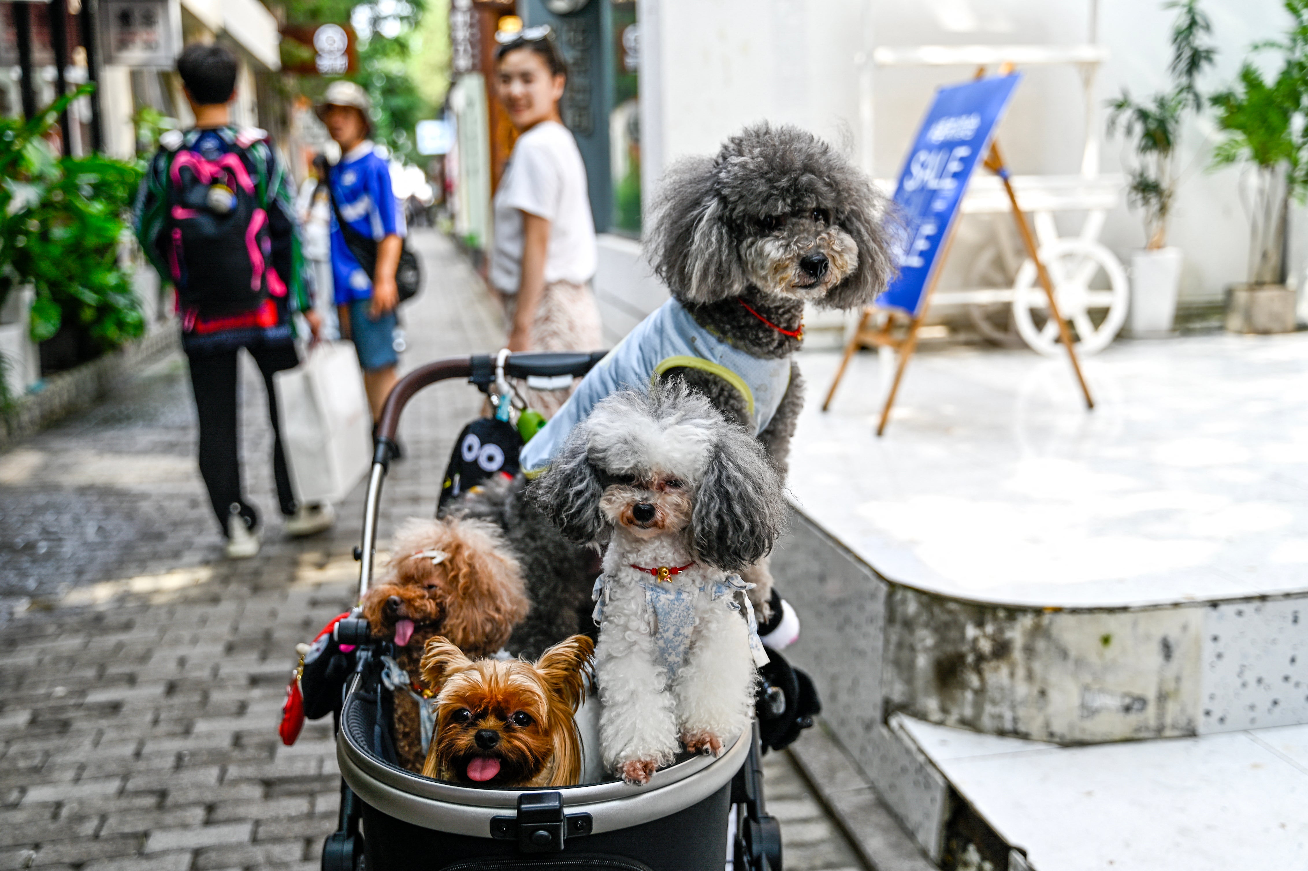 Representational image. Despite government efforts to increase the country’s fertility rate, pets now outnumber young children in China