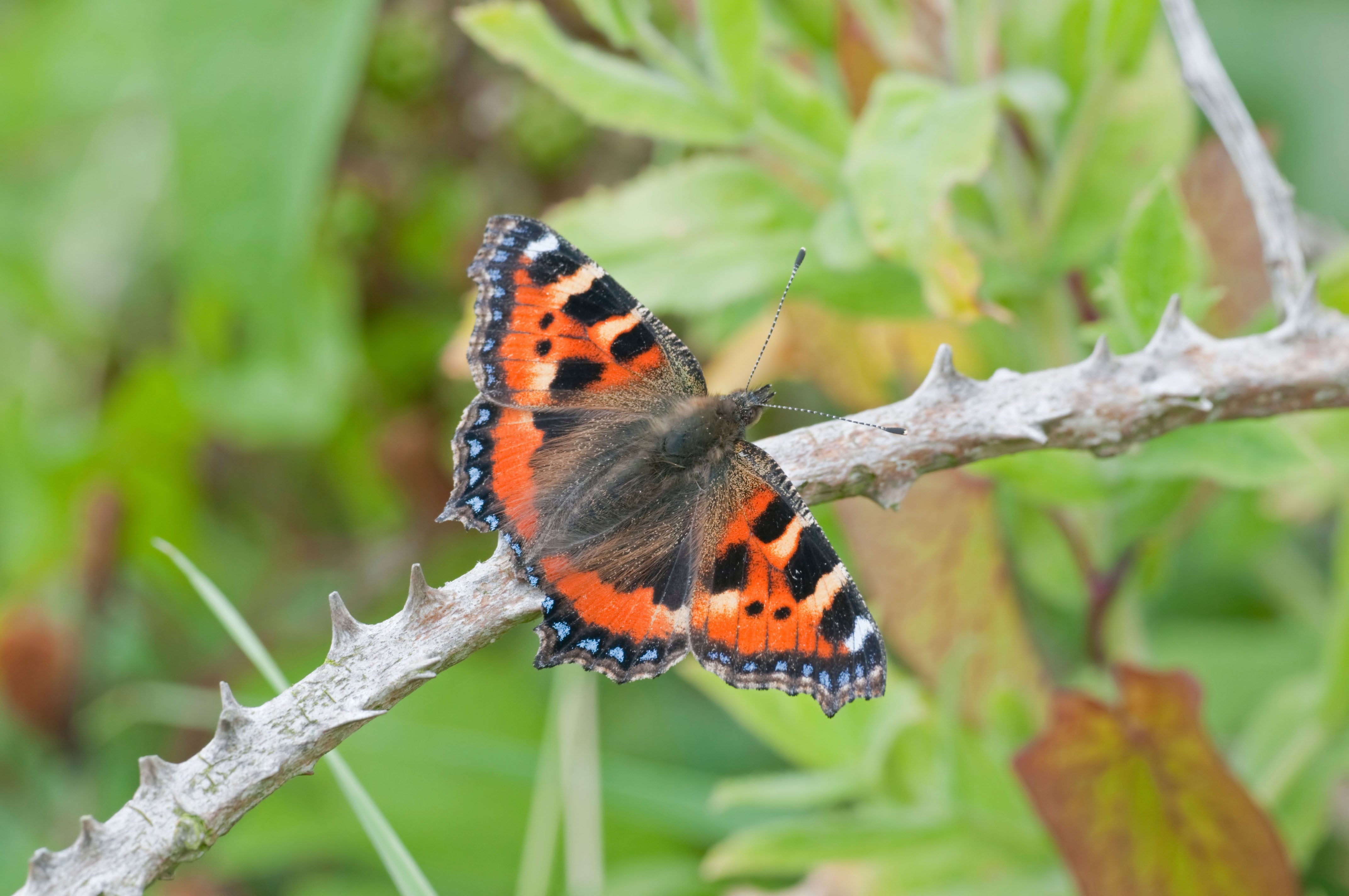 Small tortoiseshell butterflies have seen declines of 86% since the 1970s (Alamy/PA)