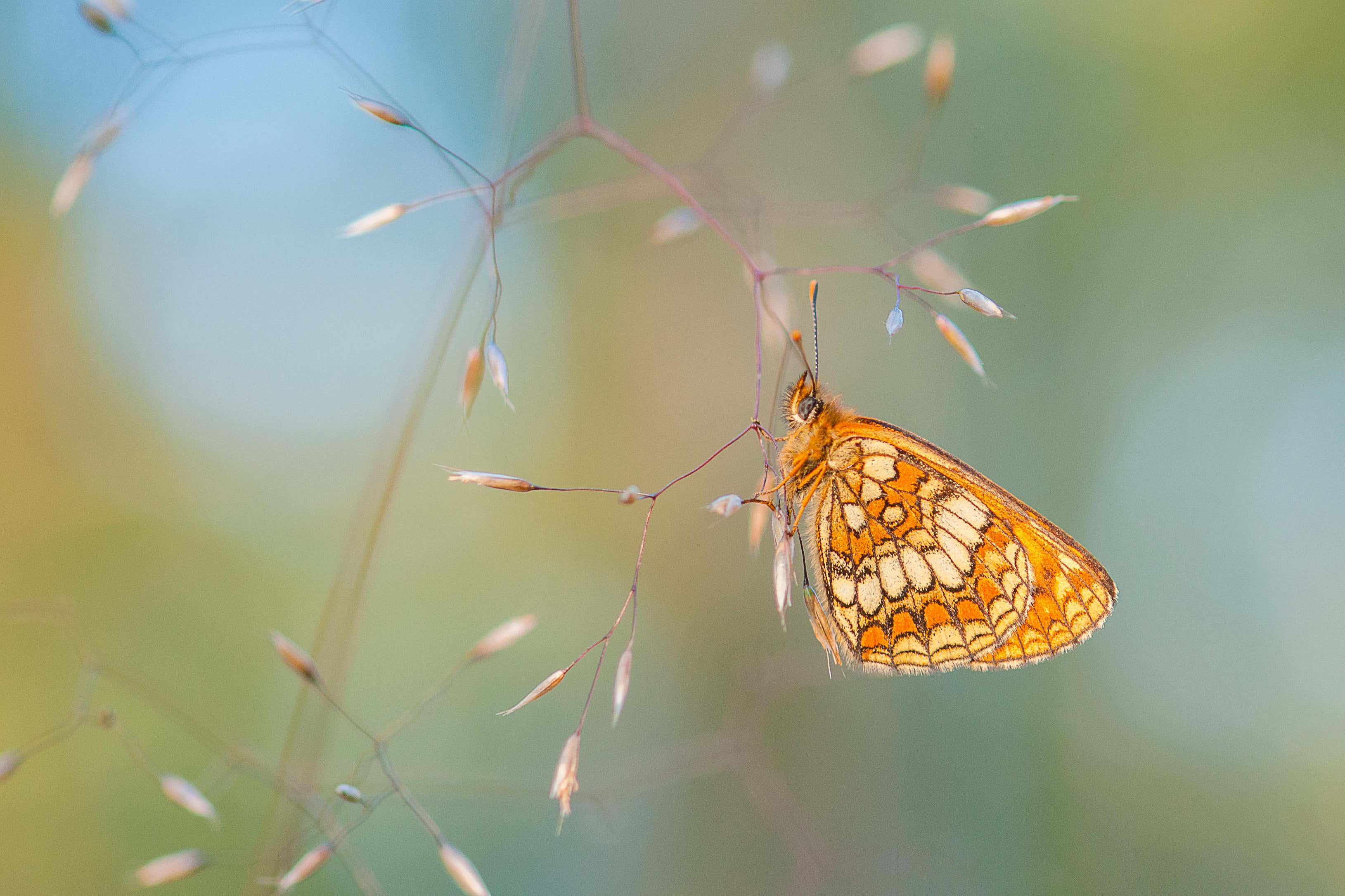 Heath fritillary butterflies have seen huge declines (Alamy/PA)