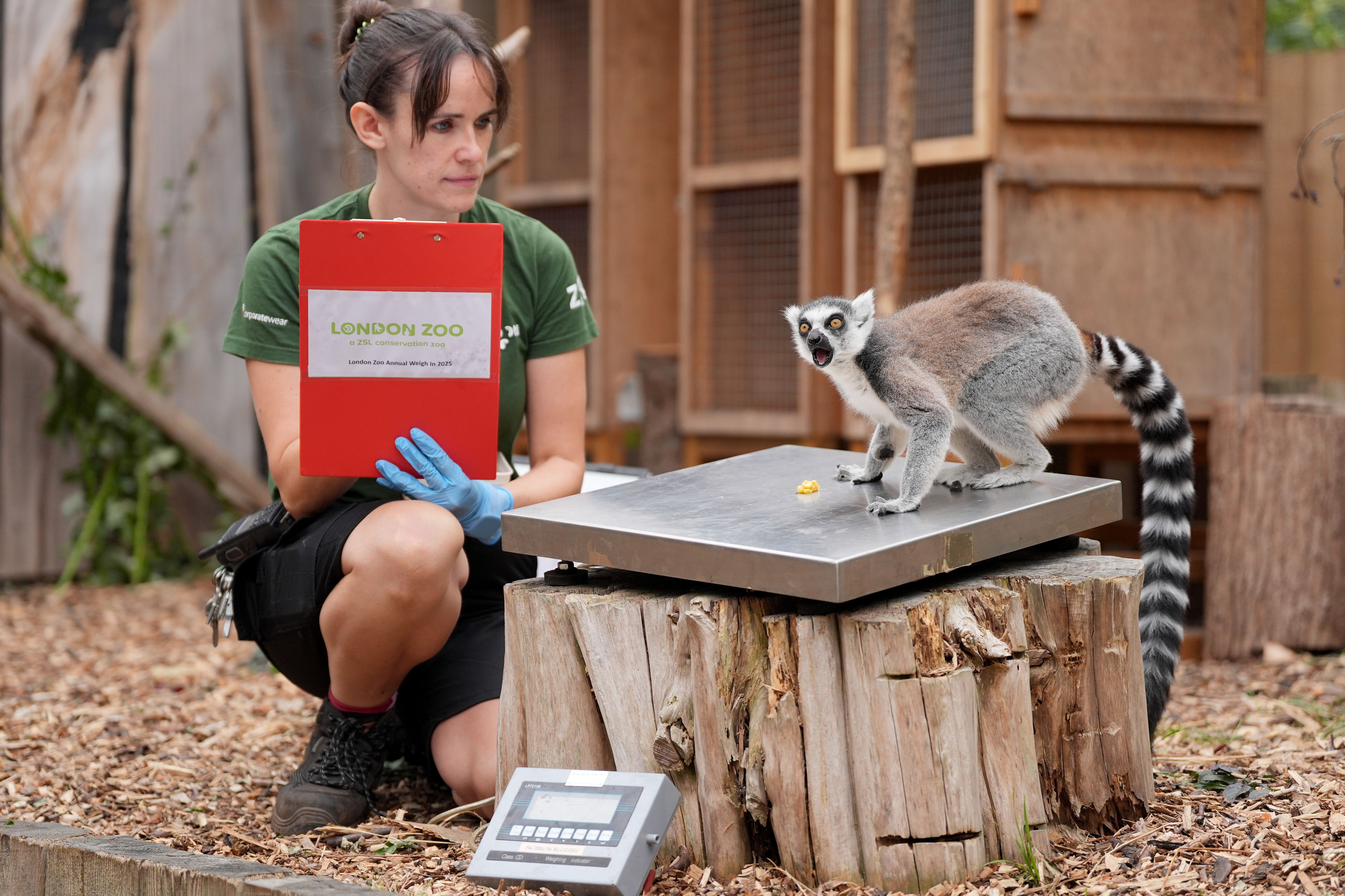A ring-tailed lemur is being weighed during the annual weigh-in at ZSL London Zoo (Yui Mok/PA)