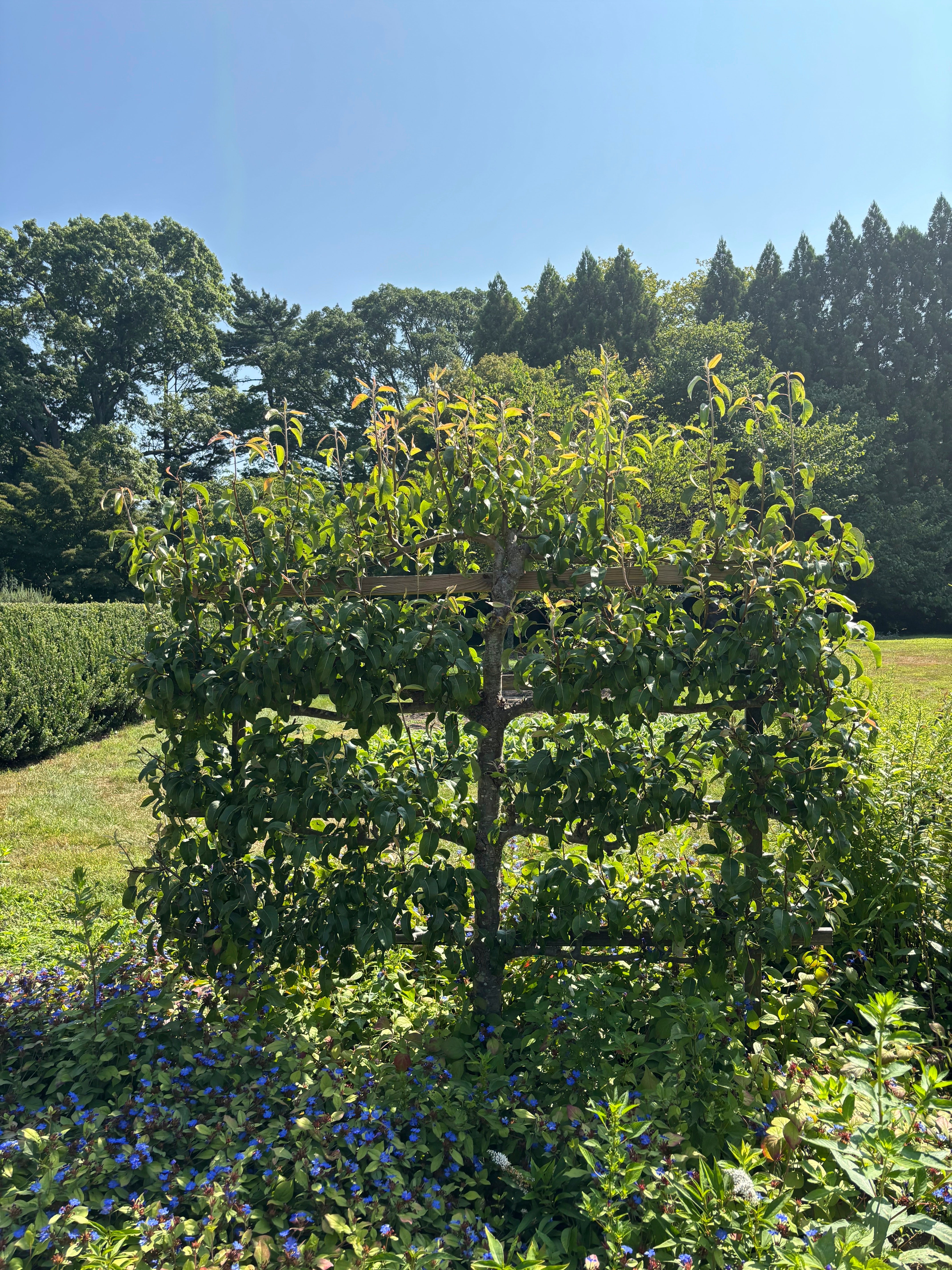 Gardening-Espaliered Trees