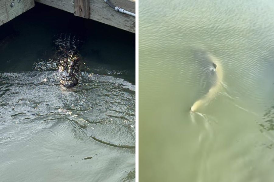 An alligator swan with sharks near the Skull Creek Dockside restaurant on Monday, a viral TikTok shows
