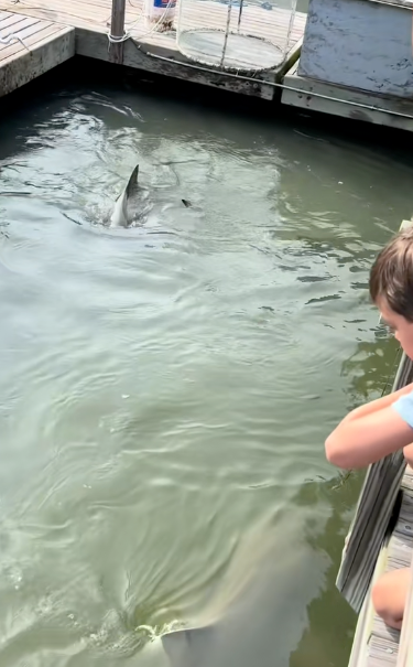 Viewers took issue with people, including children, leaning on the wooden railing to watch the animals below