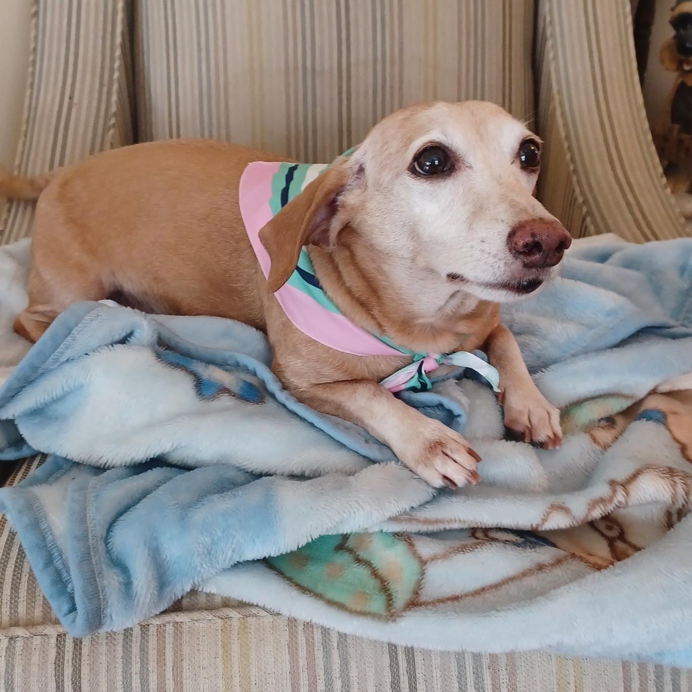 Bam Bam the Daschund was stolen from a backyard in Chicago in early June