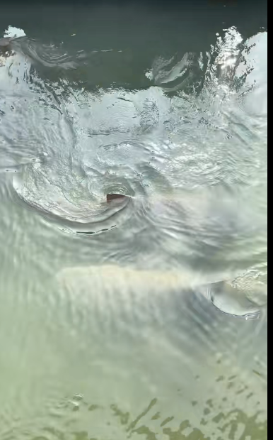 Tourist Gina Athans said there were five lemon sharks and an alligator in the creek