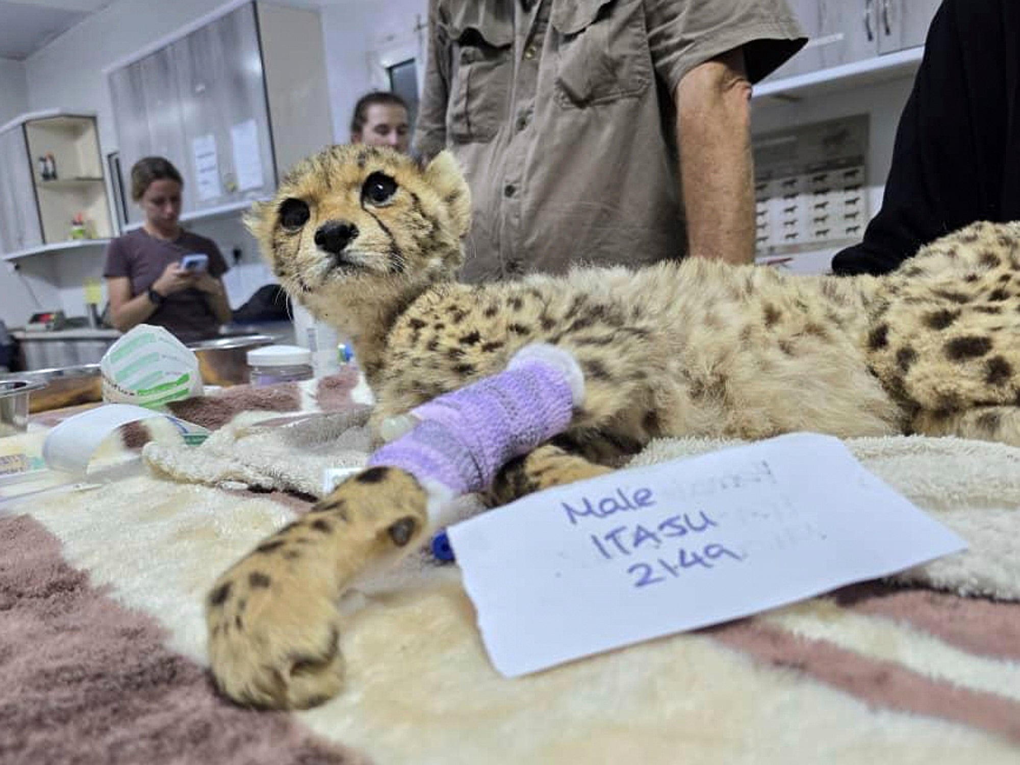 Somaliland Cheetah Cubs