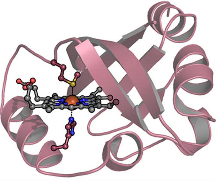 Bacterial protein RcoM