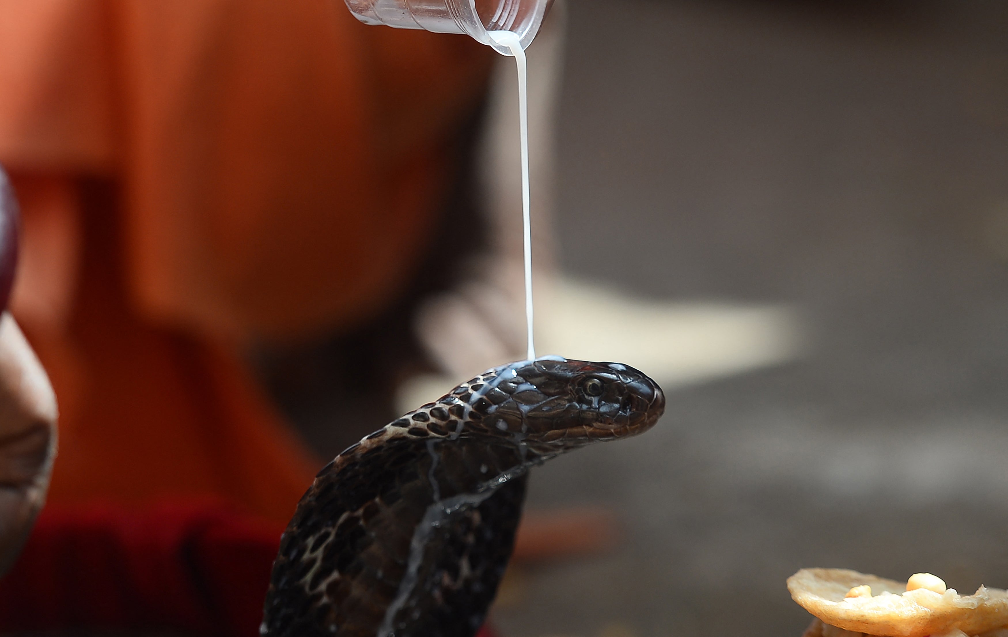 An Indian Hindu devotee pours milk on a snake as an offering. Snakes are venerated in India