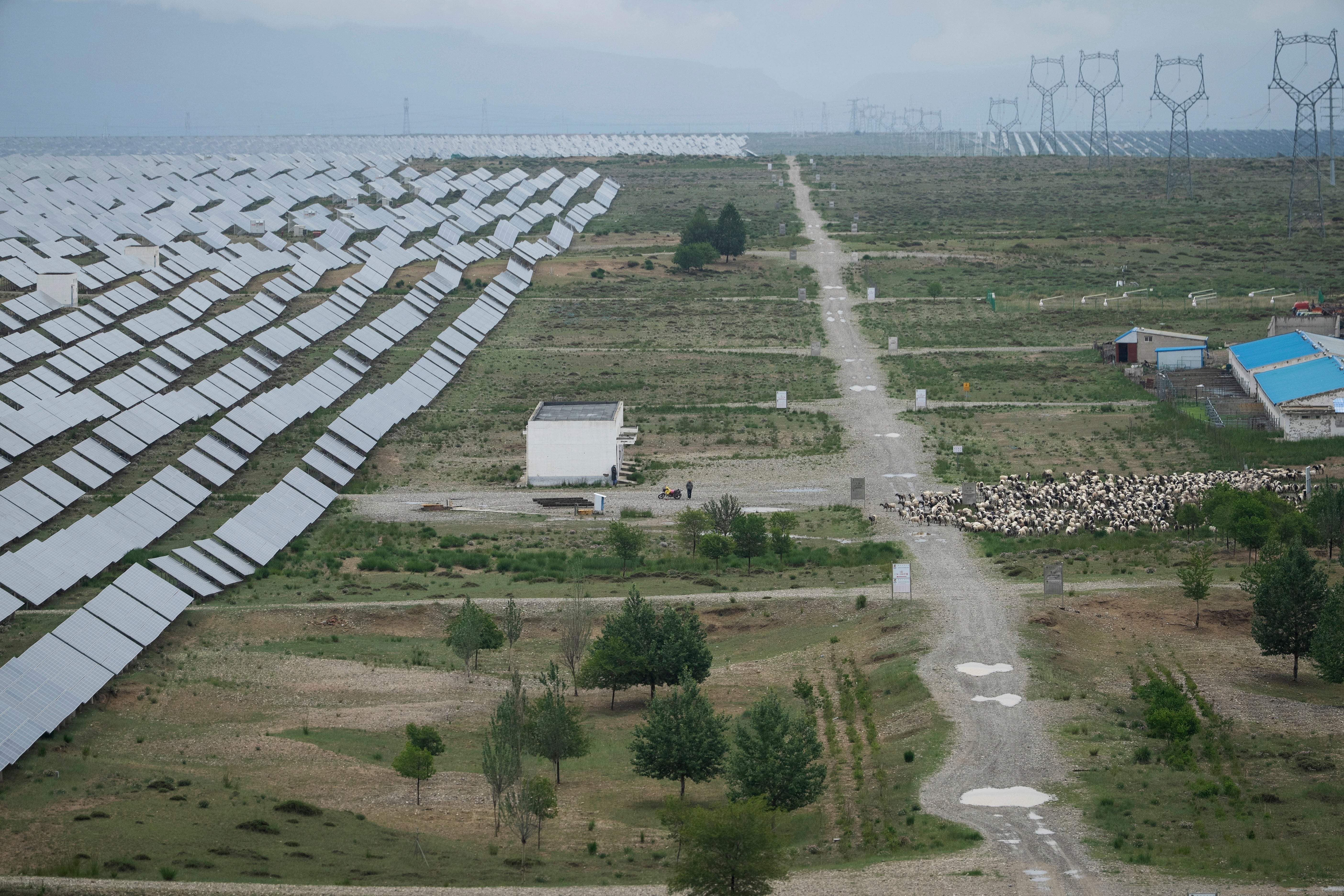A herder releases Tibetan sheep to graze at a solar farm in Hainan prefecture of western China's Qinghai province