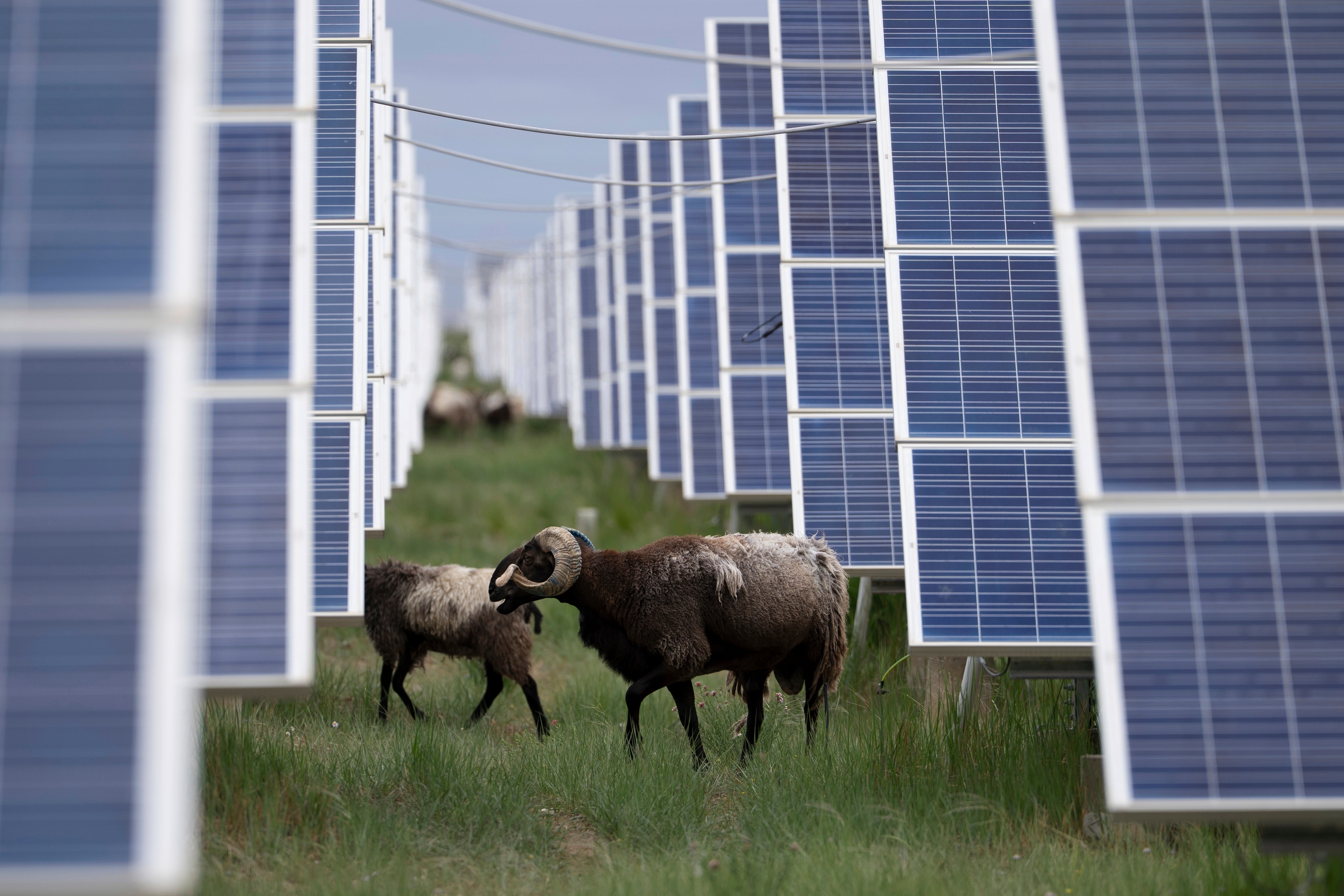 Tibetan sheep graze at a solar farm in Hainan prefecture of western China's Qinghai province