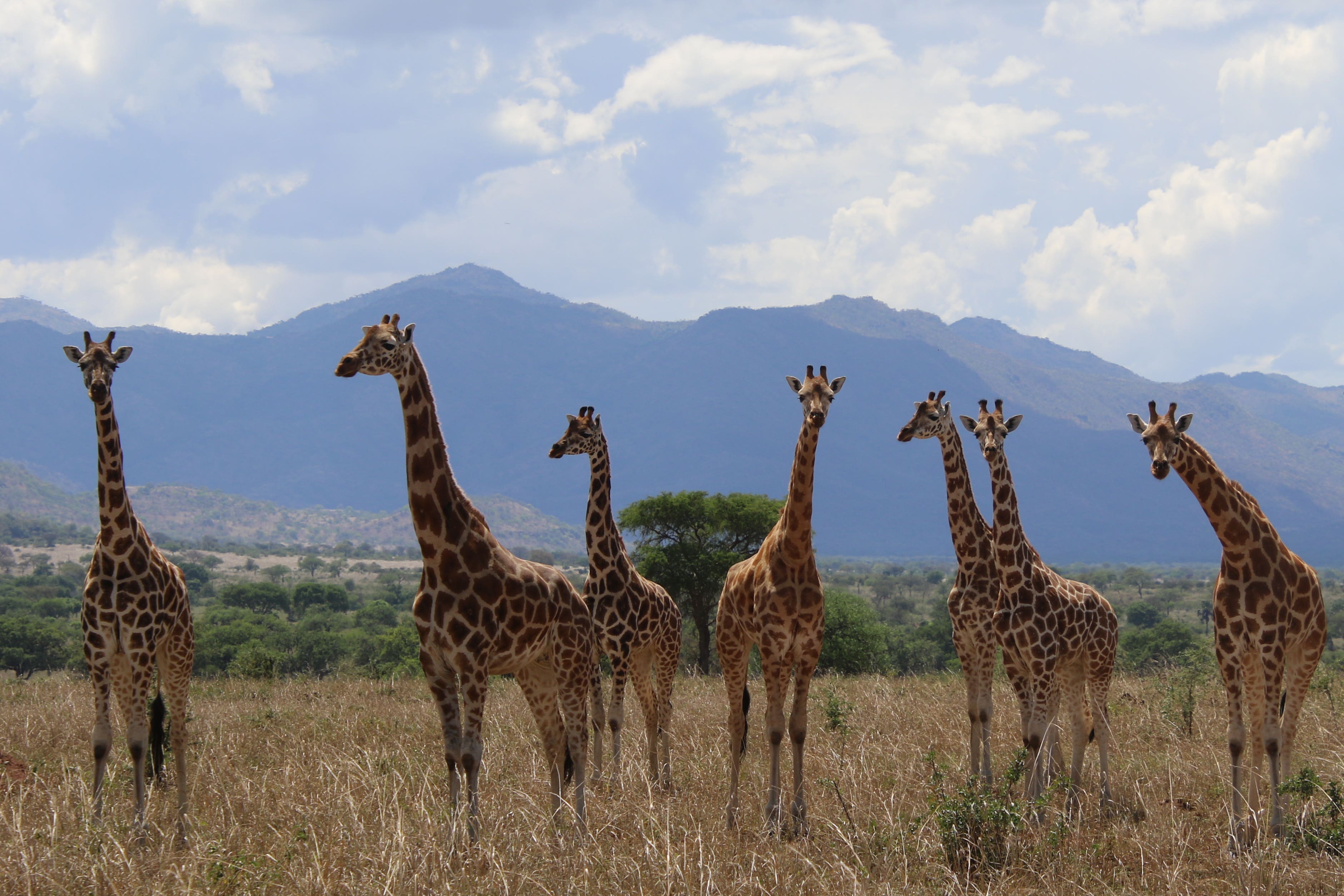 Giraffes in Uganda’s Kidepo Valley National Park (Michael Brown/PA)