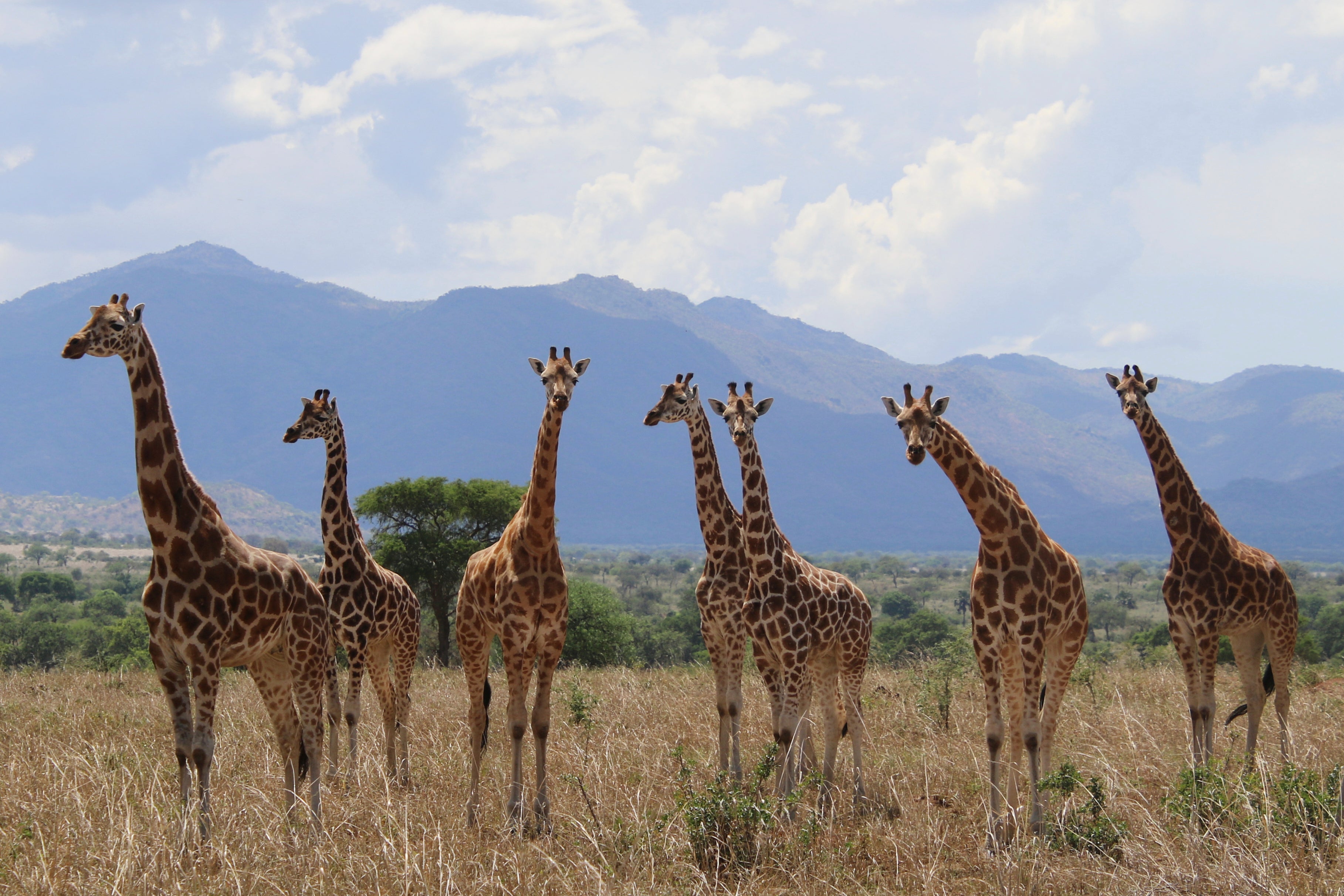 A herd of northern giraffes (Giraffa camelopardalis) in Uganda's Kidepo Valley National Park