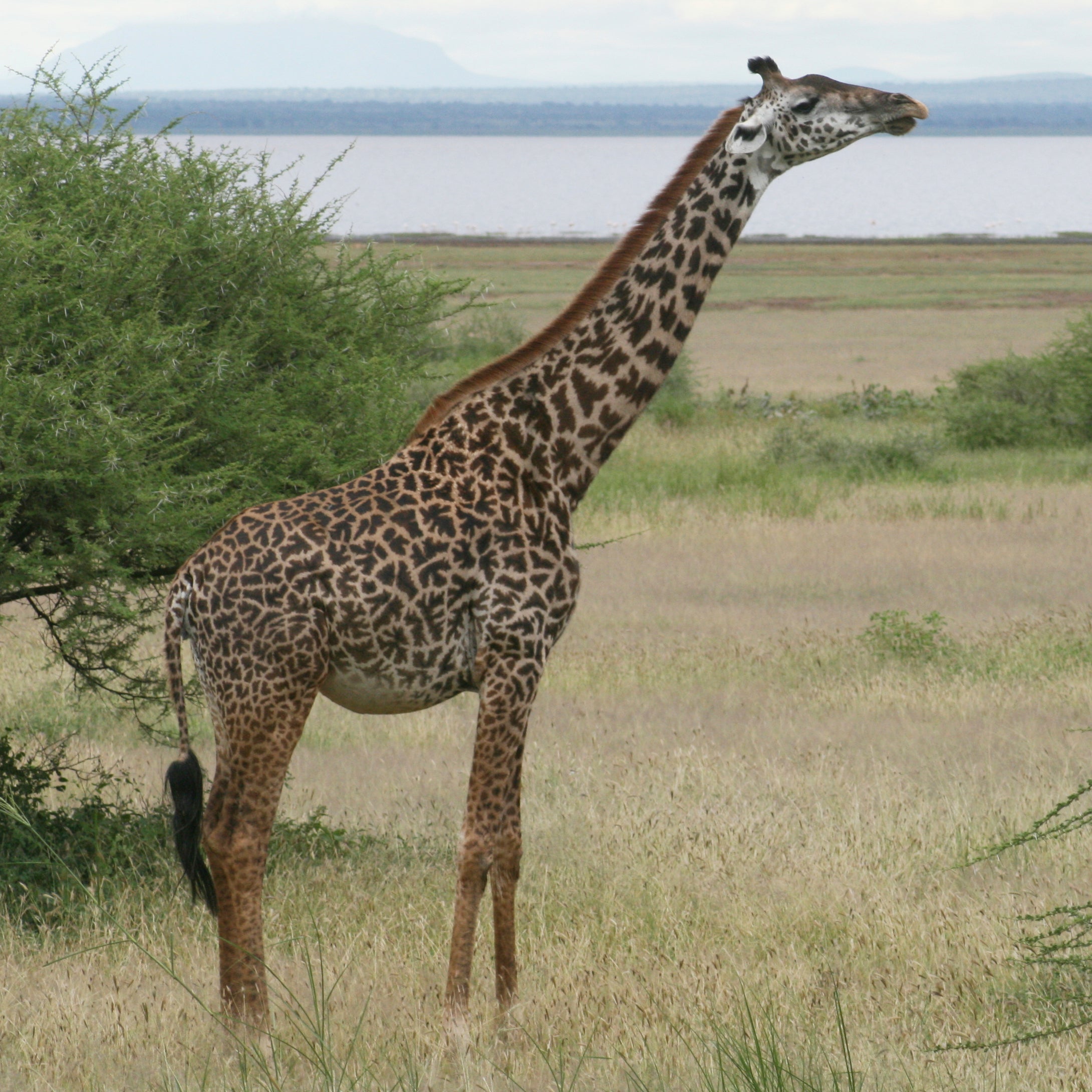 Giraffes-Conservation