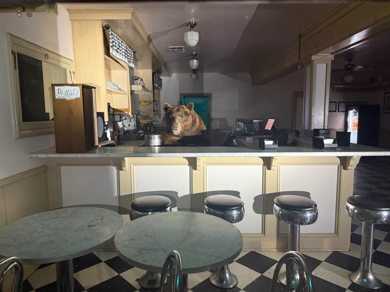 'Fuzzy' the bear seemed quite at home behind the counter of the Ice Cream Shop at Camp Richardson in South Lake Tahoe