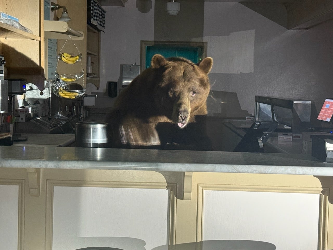 A large bear was found in an ice cream shop in South Lake Tahoe by El Dorado County Sheriff's deputies