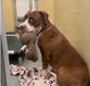 Shelter dog offers cuddly toys to everyone passing her kennel in hopes of finding forever home